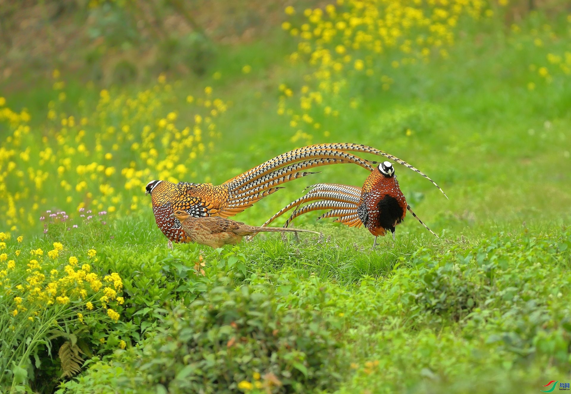 �׹ڵĴ��� ���� 8341  ����.jpg