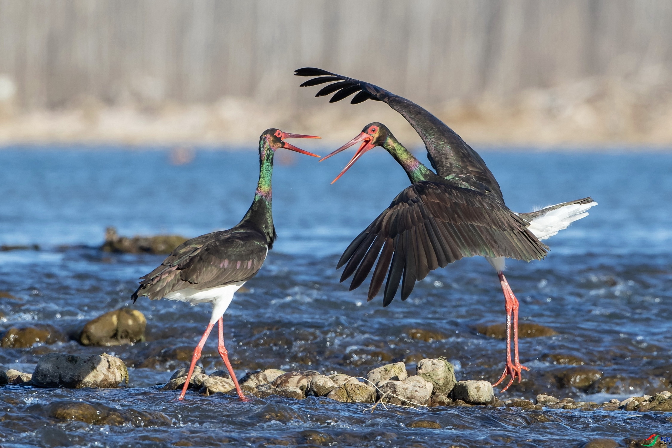 ���� ���� ��ʯ  ����.jpg