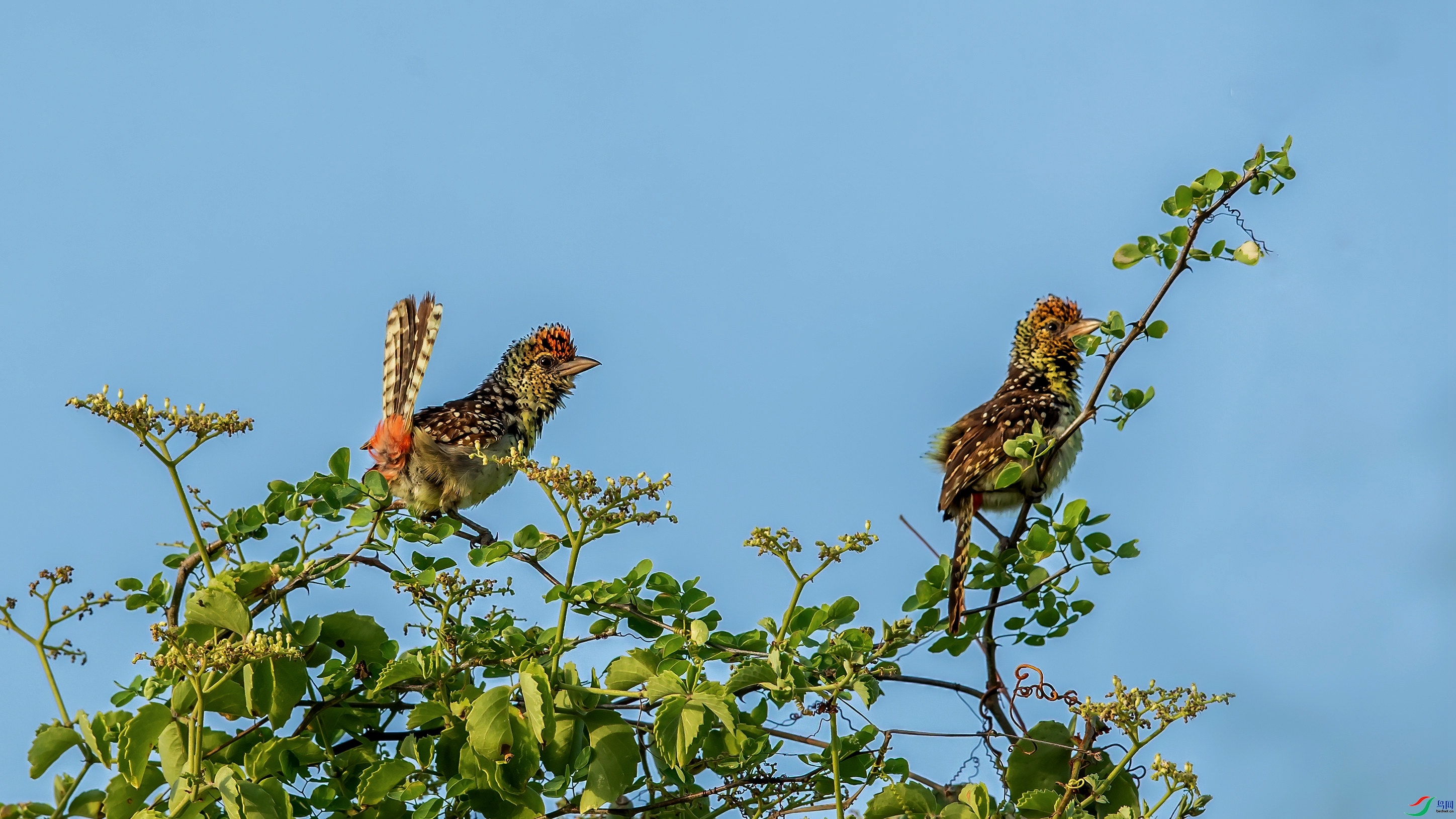 ��������ľ��  ���� ���Ӿ� ����.jpg