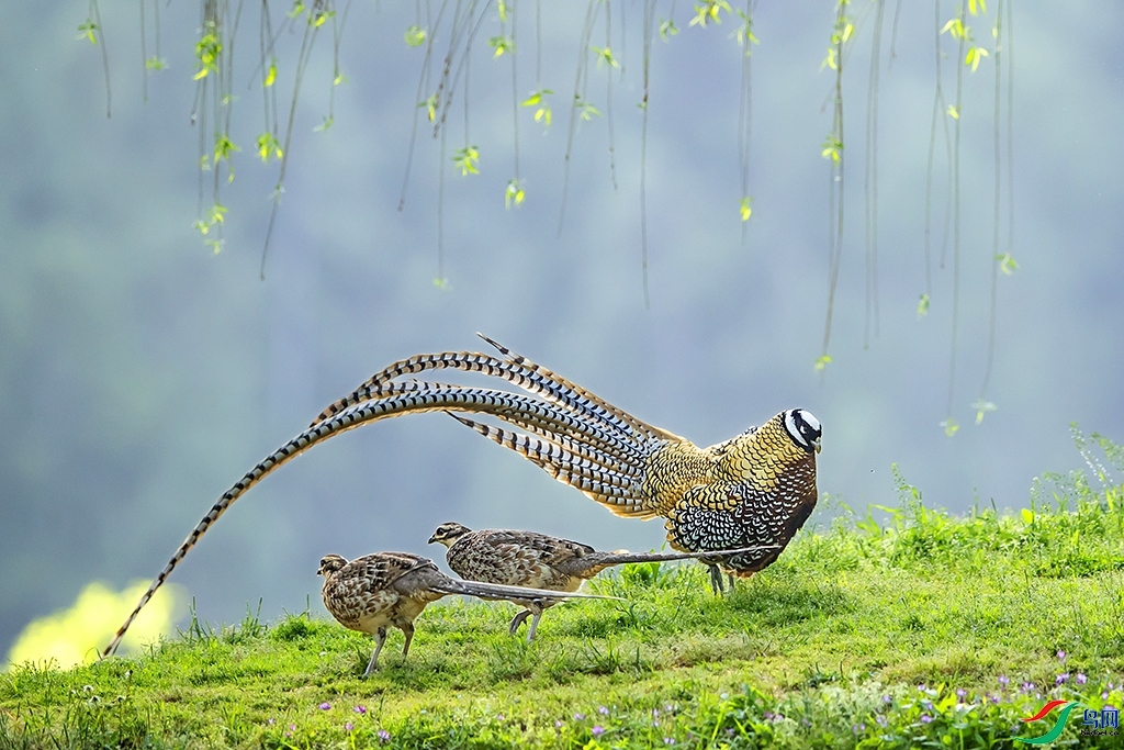 �׹ڳ�β�� ���� ���ַ�  ����.jpg