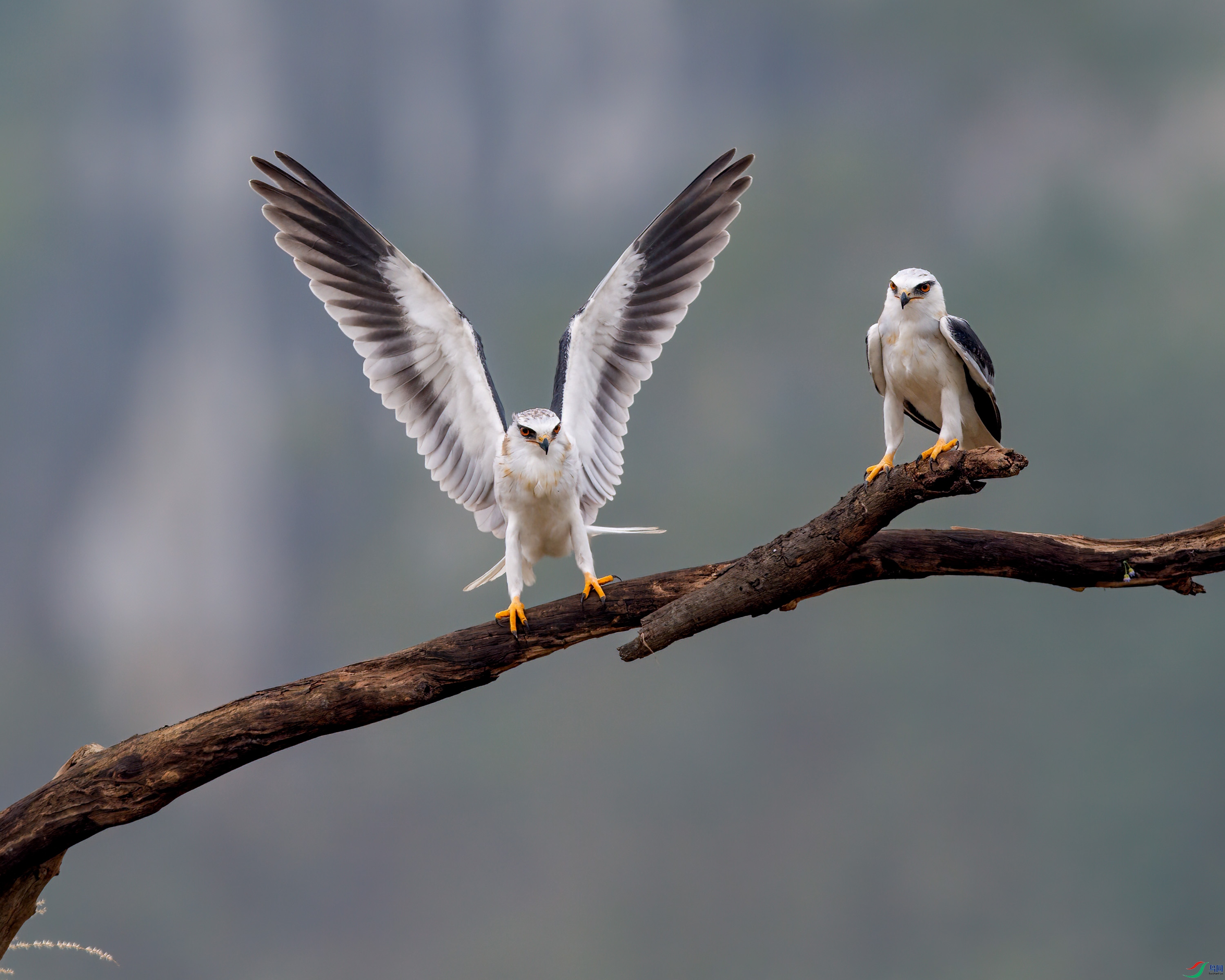 DSC_5110-1.jpg