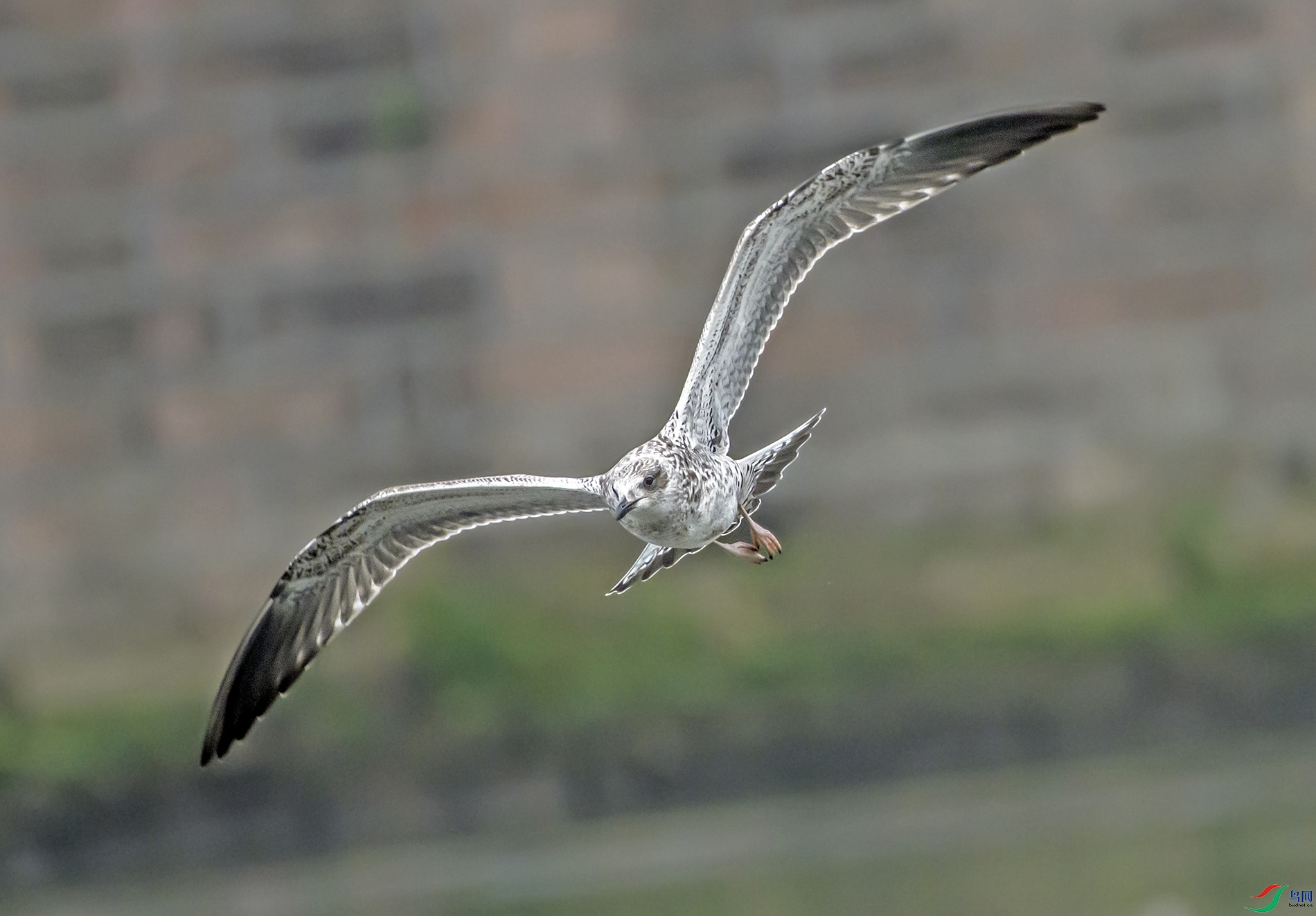 DSC_7421 0.jpg