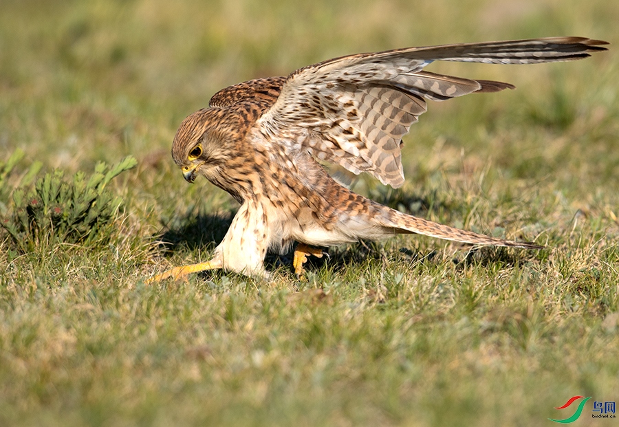 DSC_2309.jpg