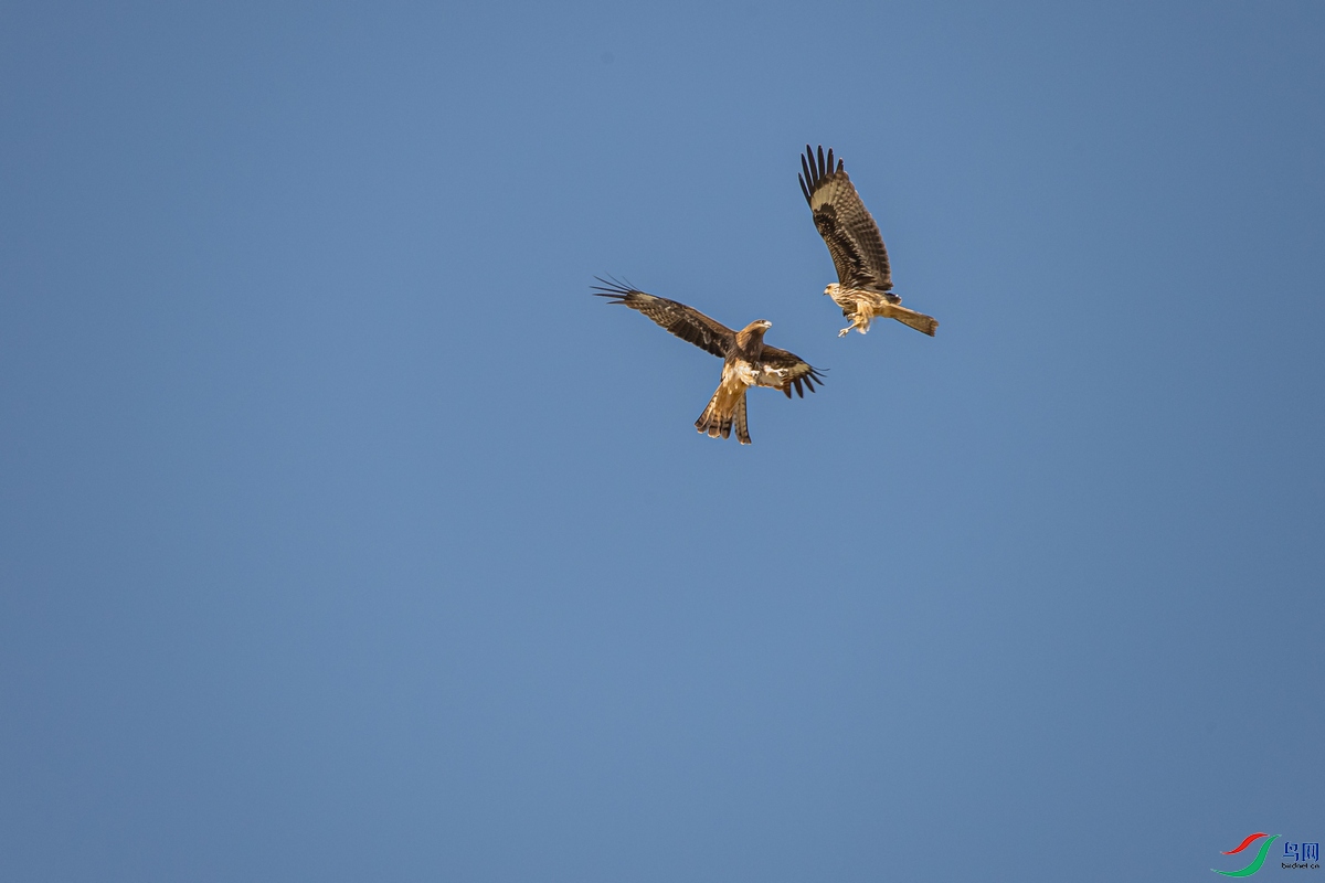 DSC_3654a.jpg