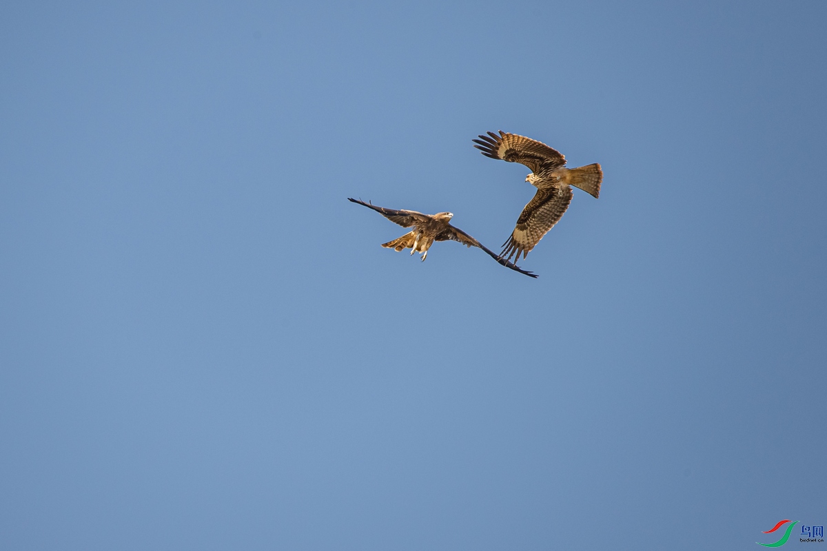 DSC_3655a.jpg