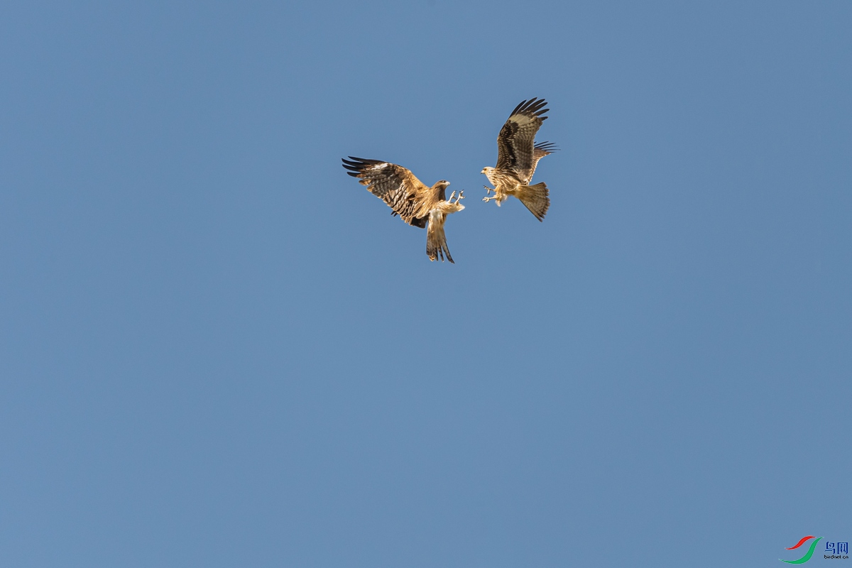 DSC_3653a.jpg