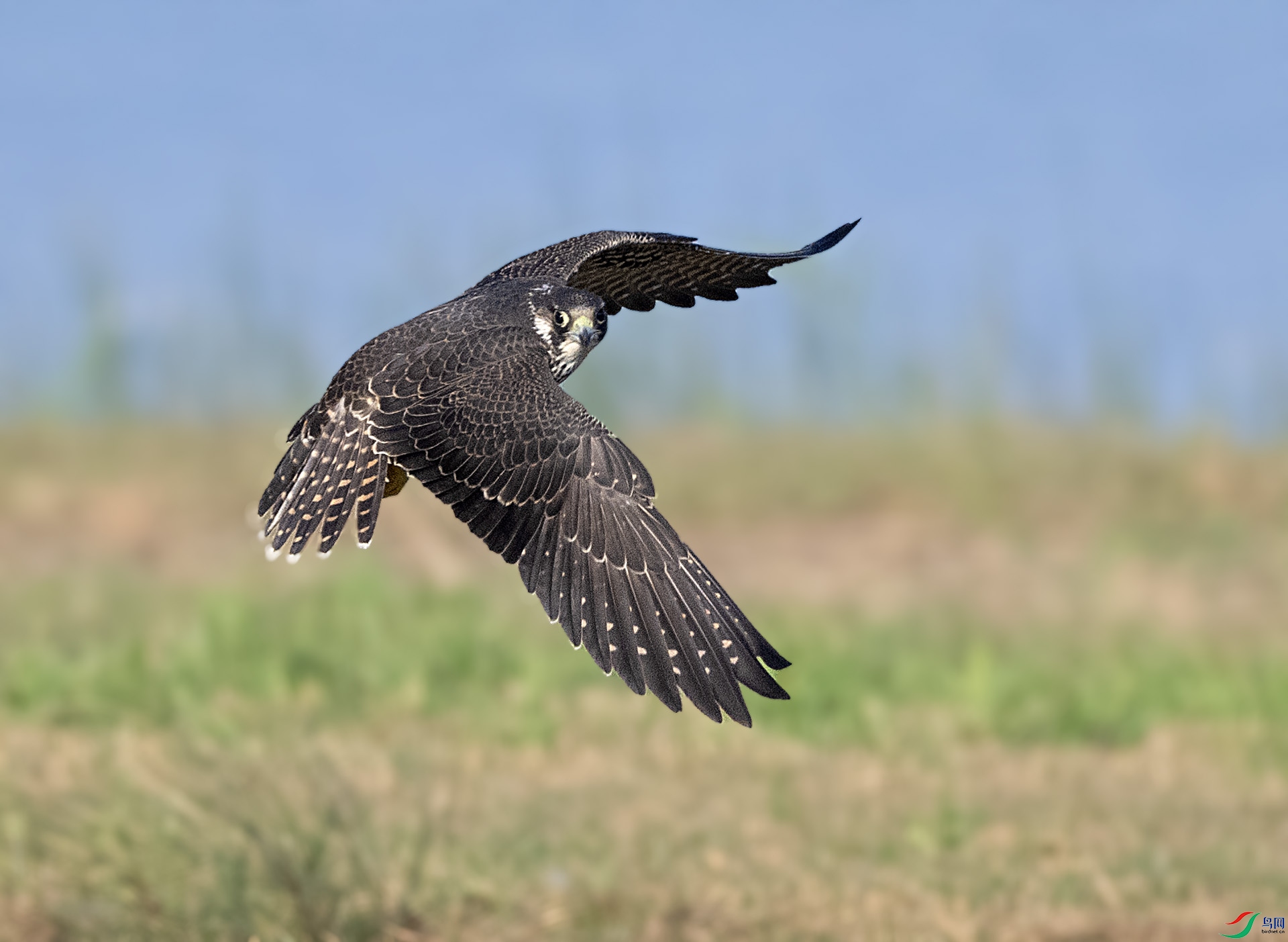 DSC_7144 ��ؐ.jpg