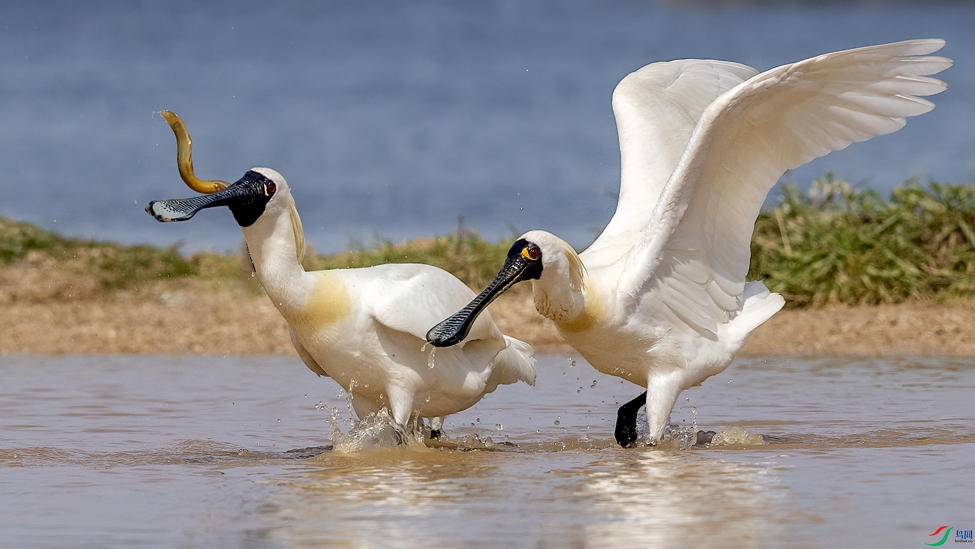 DSC_9nn230.jpg