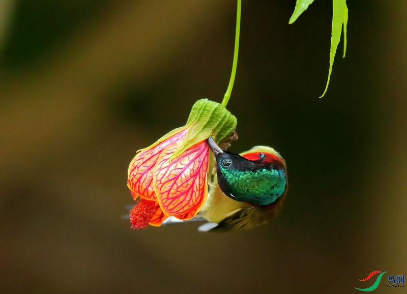 AP2W6809 (4)-DeNoiseAI-clear.jpg