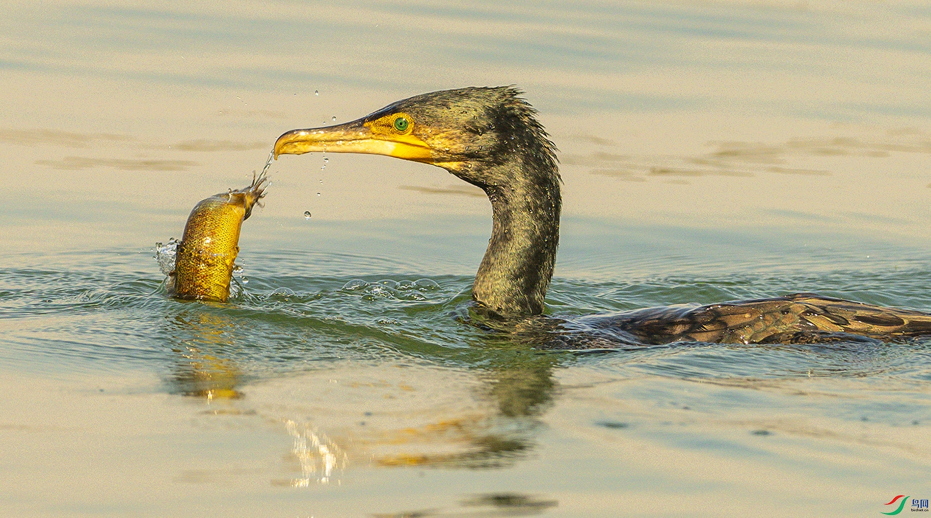 1775 ����.jpg