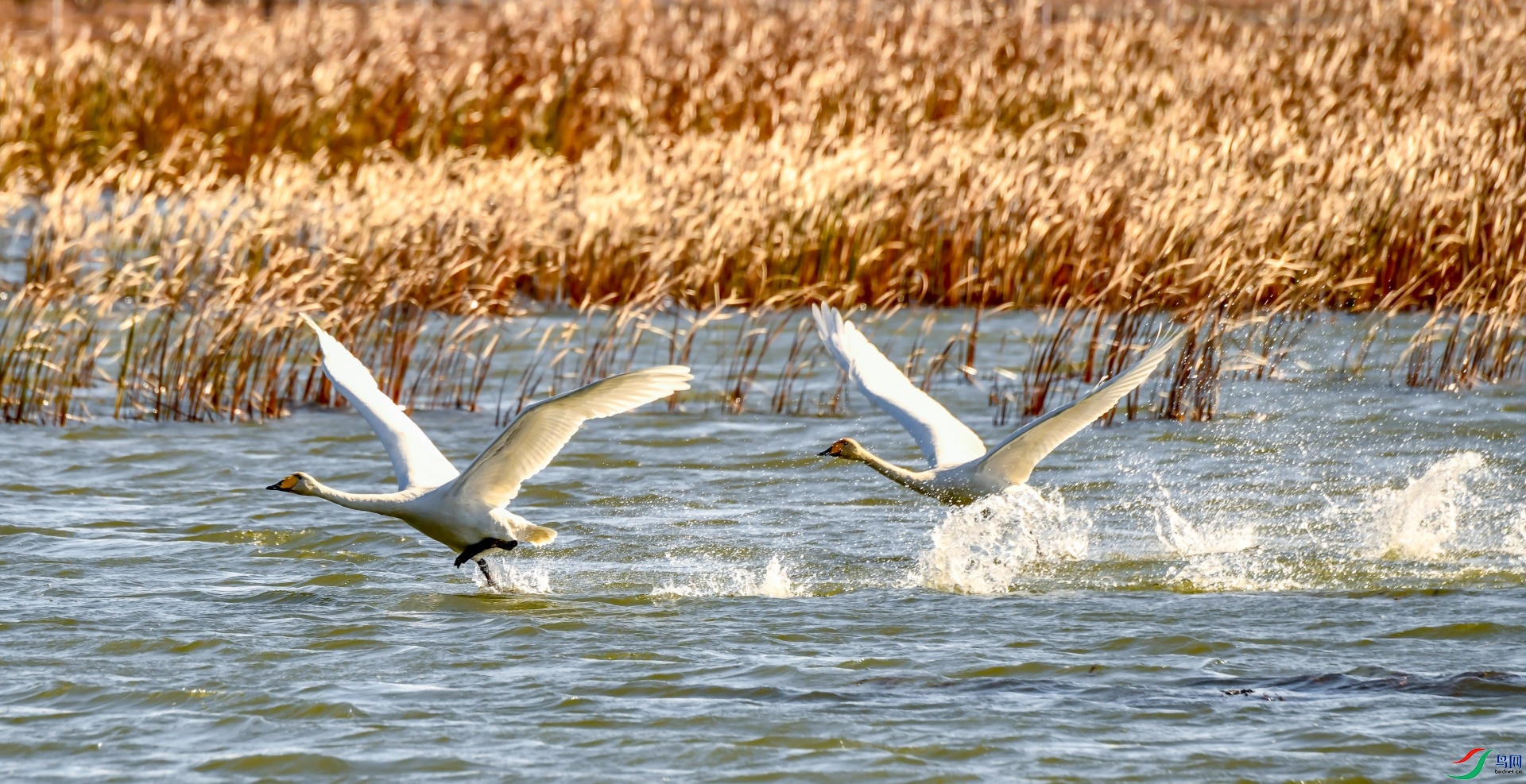 �˷����ˣ�����˫��