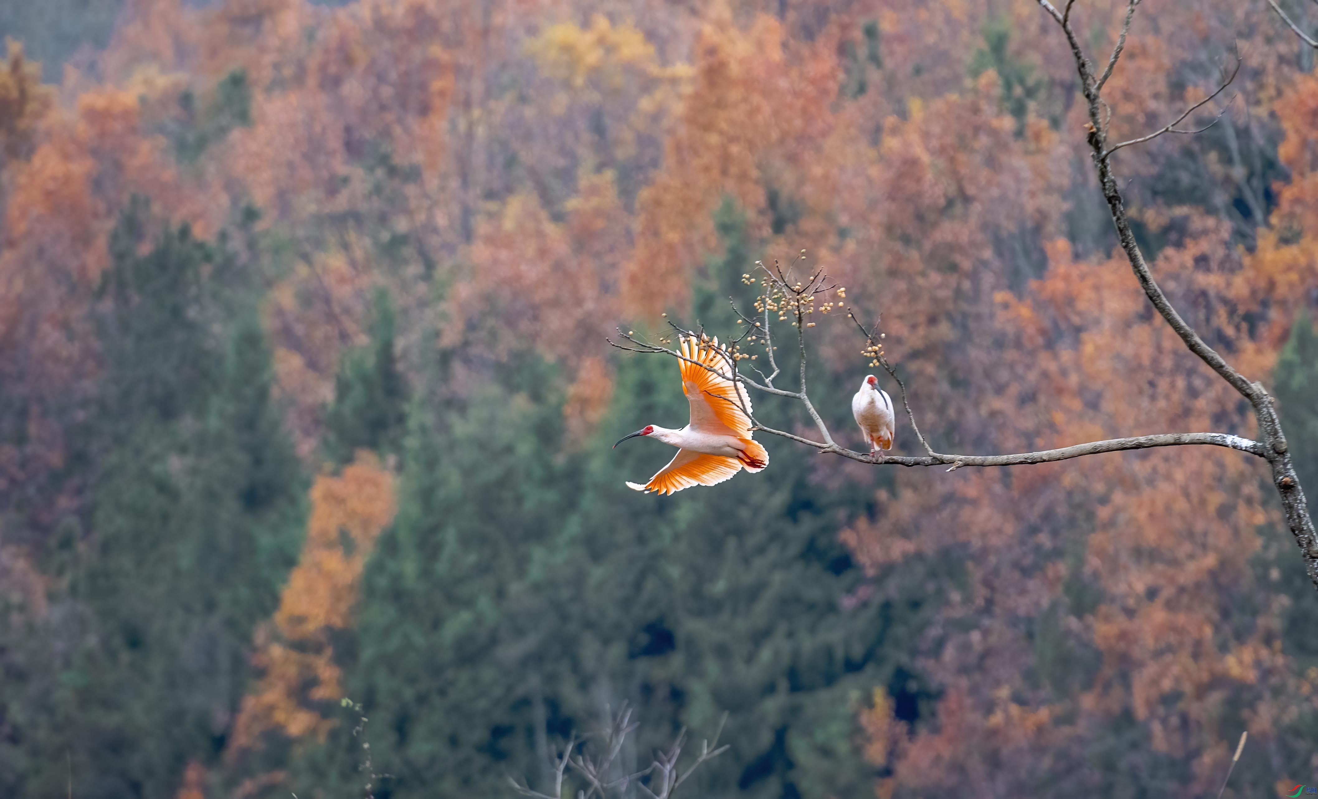 DSC_9835 ����.jpg