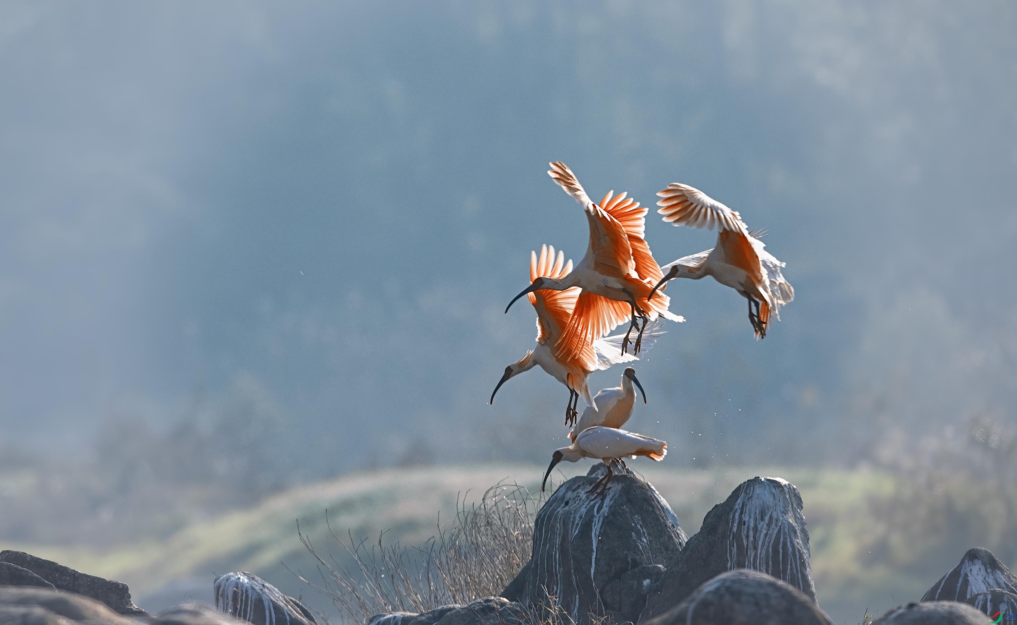 DSC_8949 ����.jpg