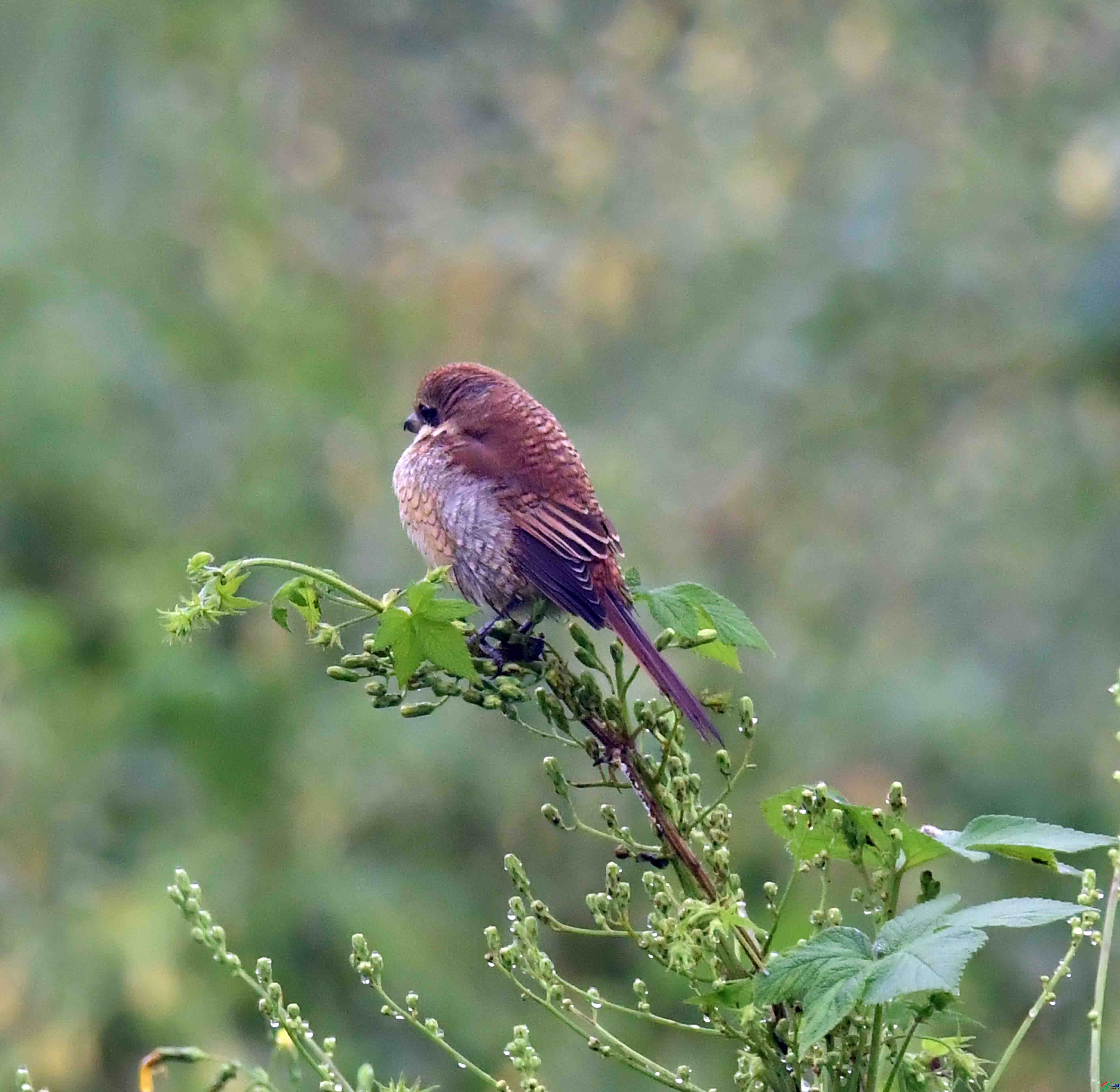 DSC_2451.JPG