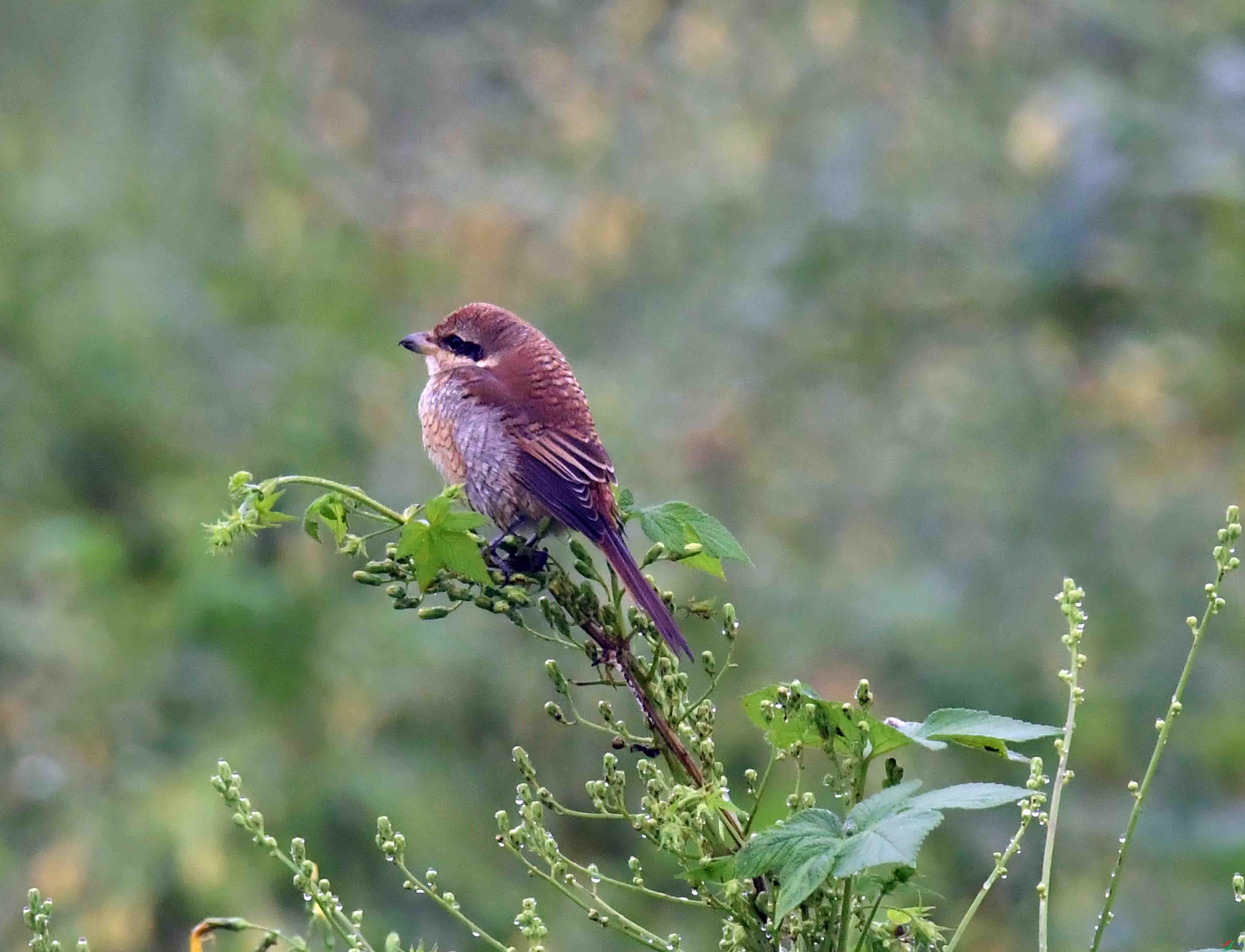 DSC_2454.JPG