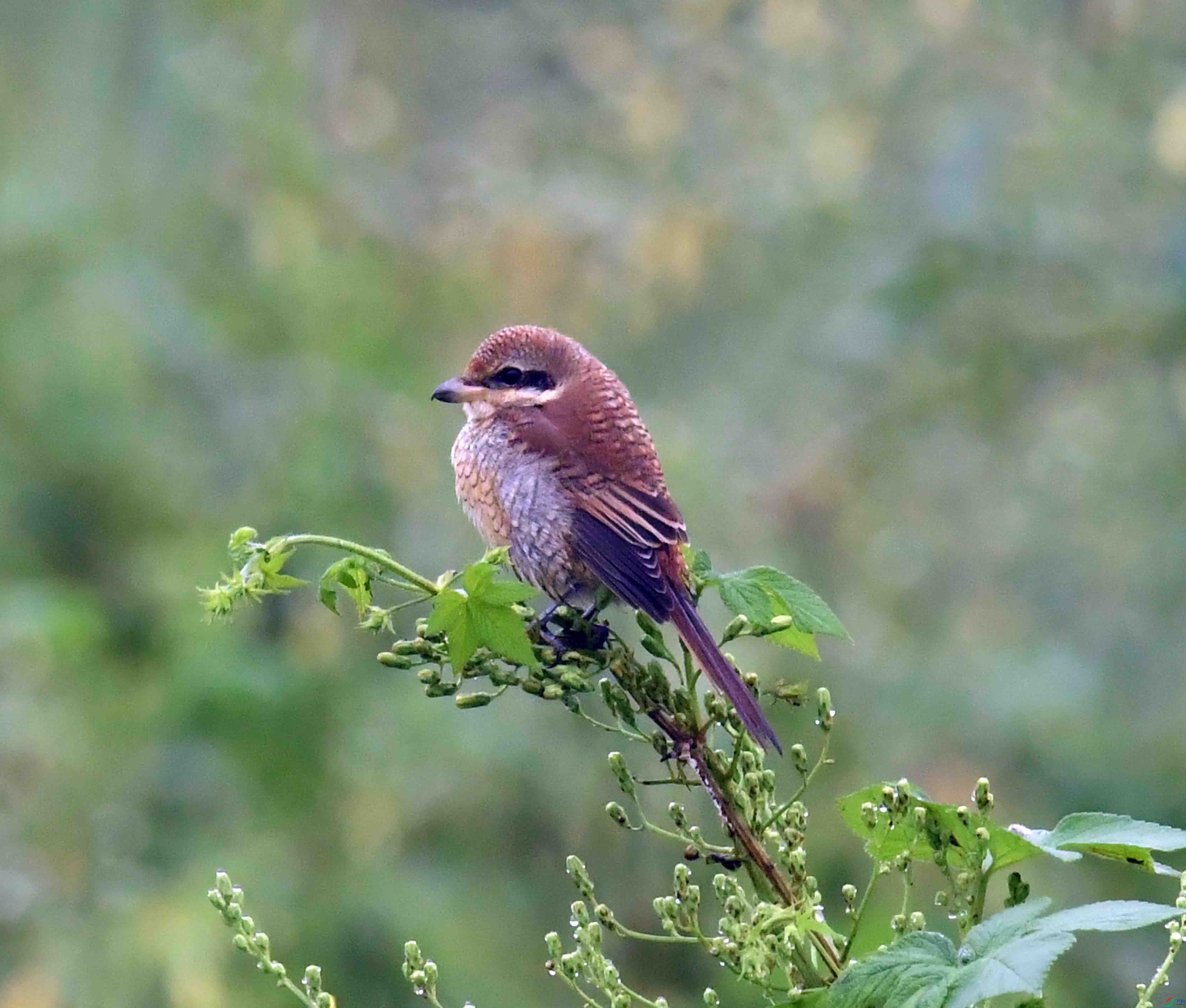 DSC_2455.JPG