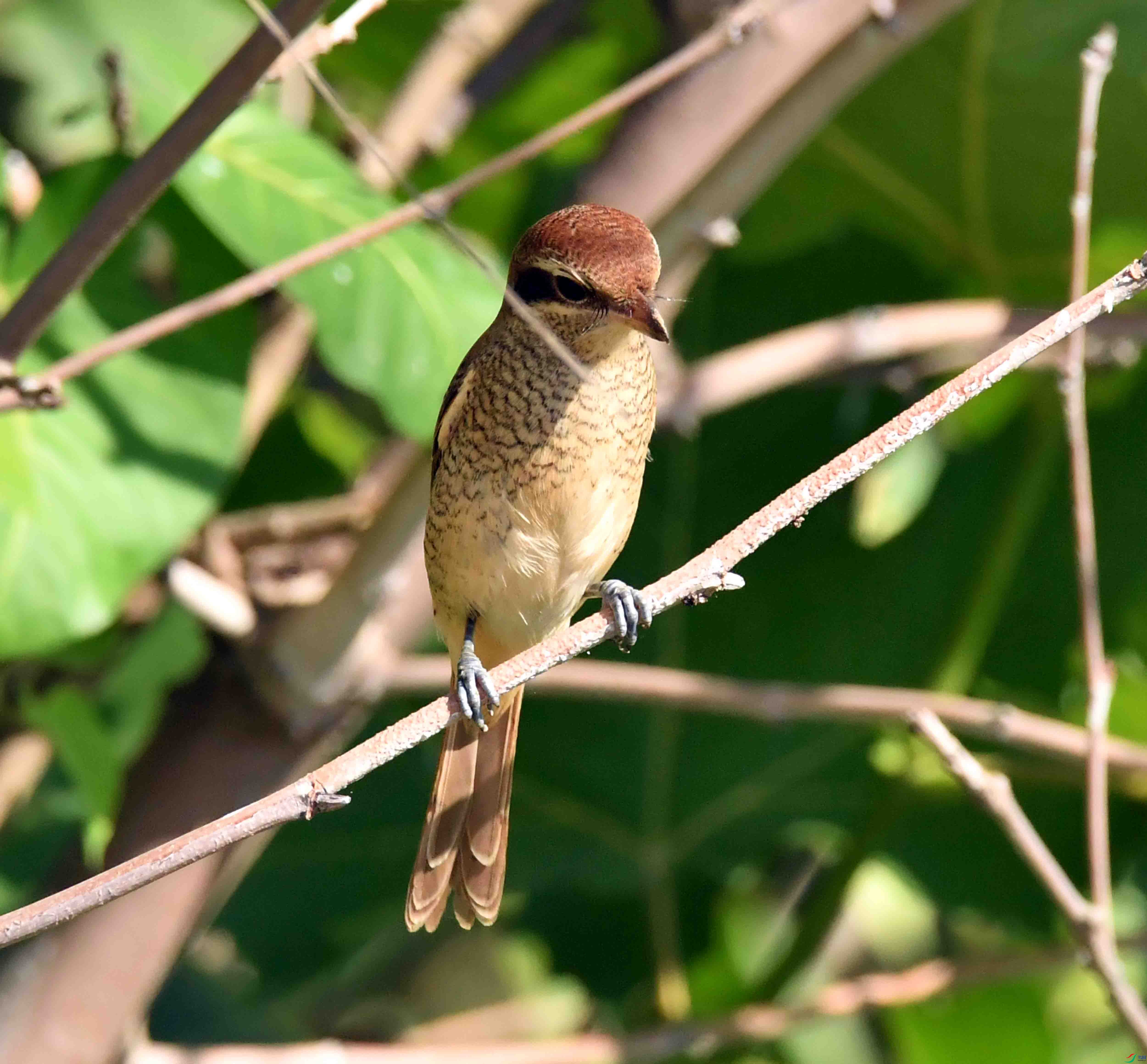 DSC_7962.JPG