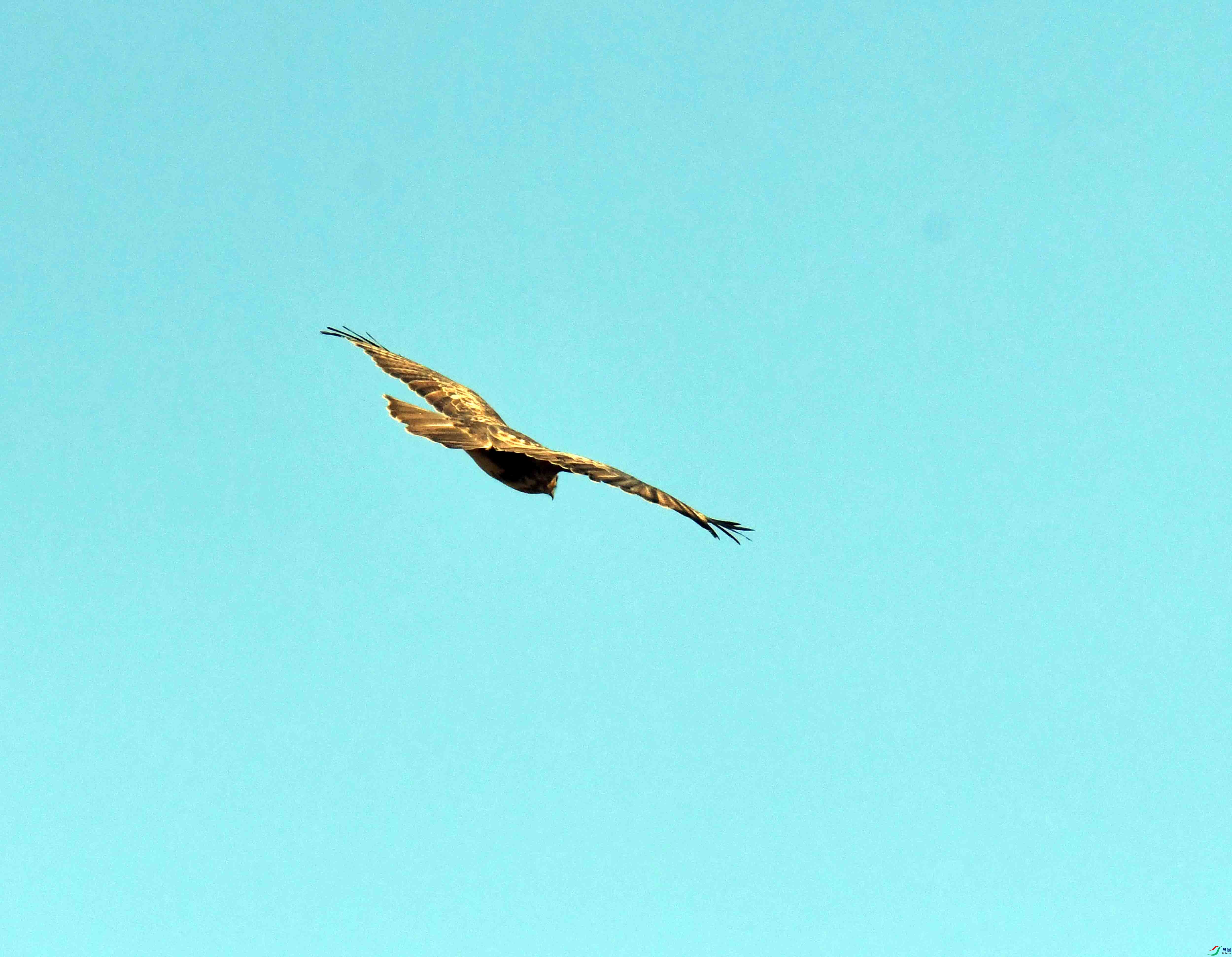 DSC_1946.JPG
