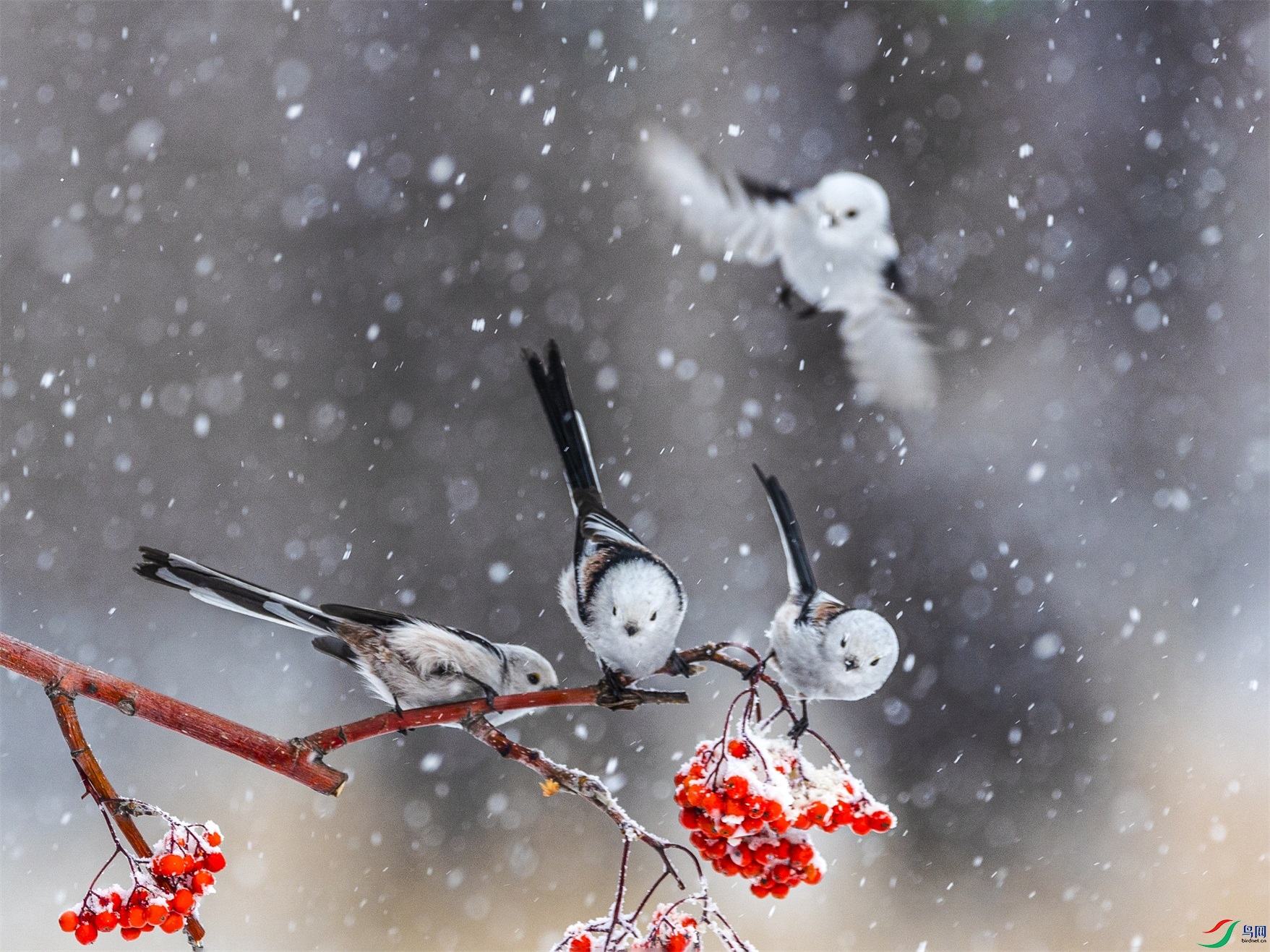 1K3A9208 ����1.jpg