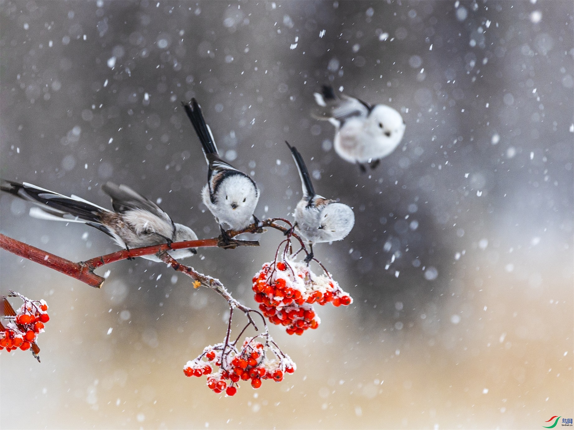 1K3A9211 ����1.jpg