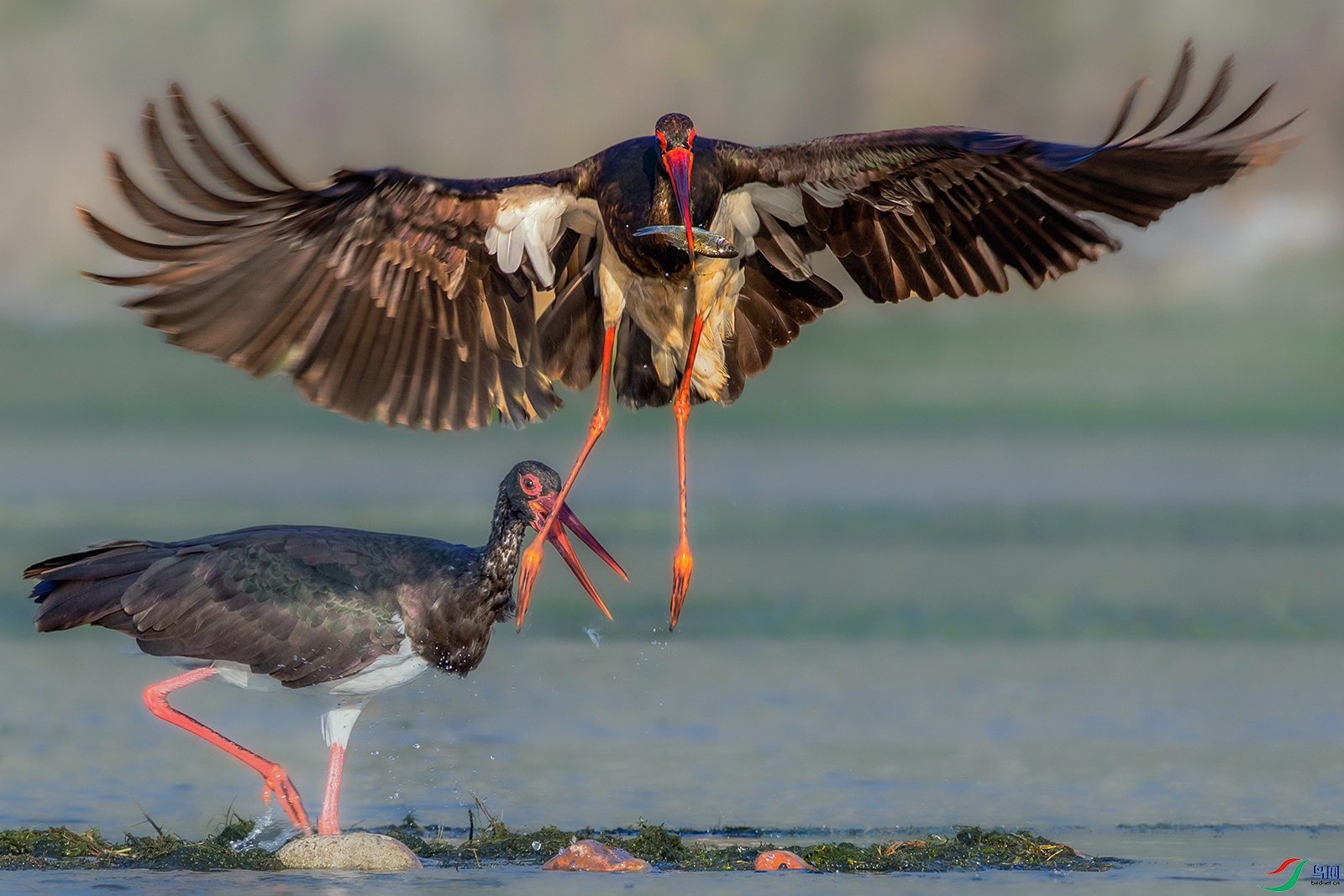 ����----��Ϳ��