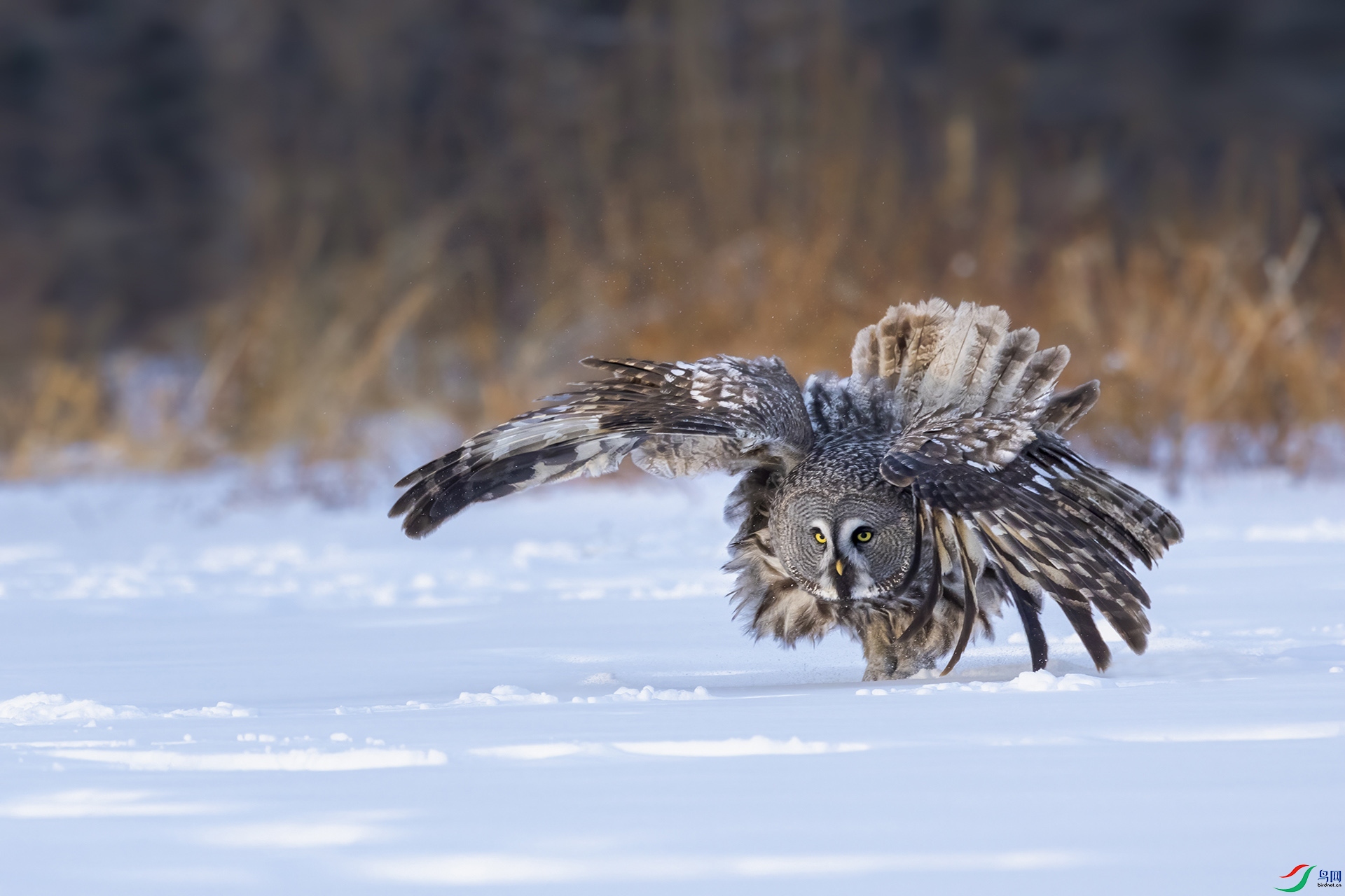 _L3A3439-nw.jpg