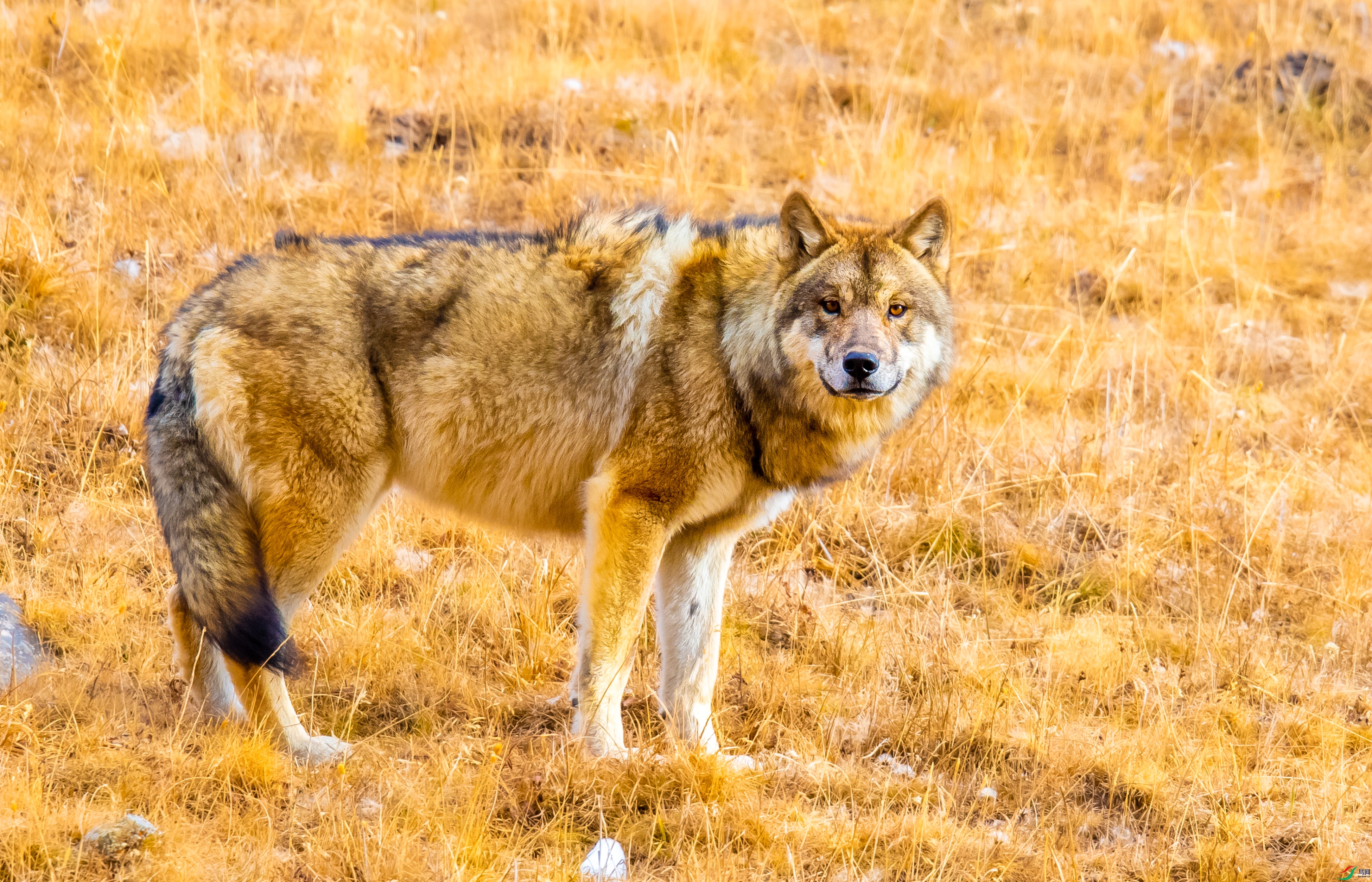 DSC_1661.jpg