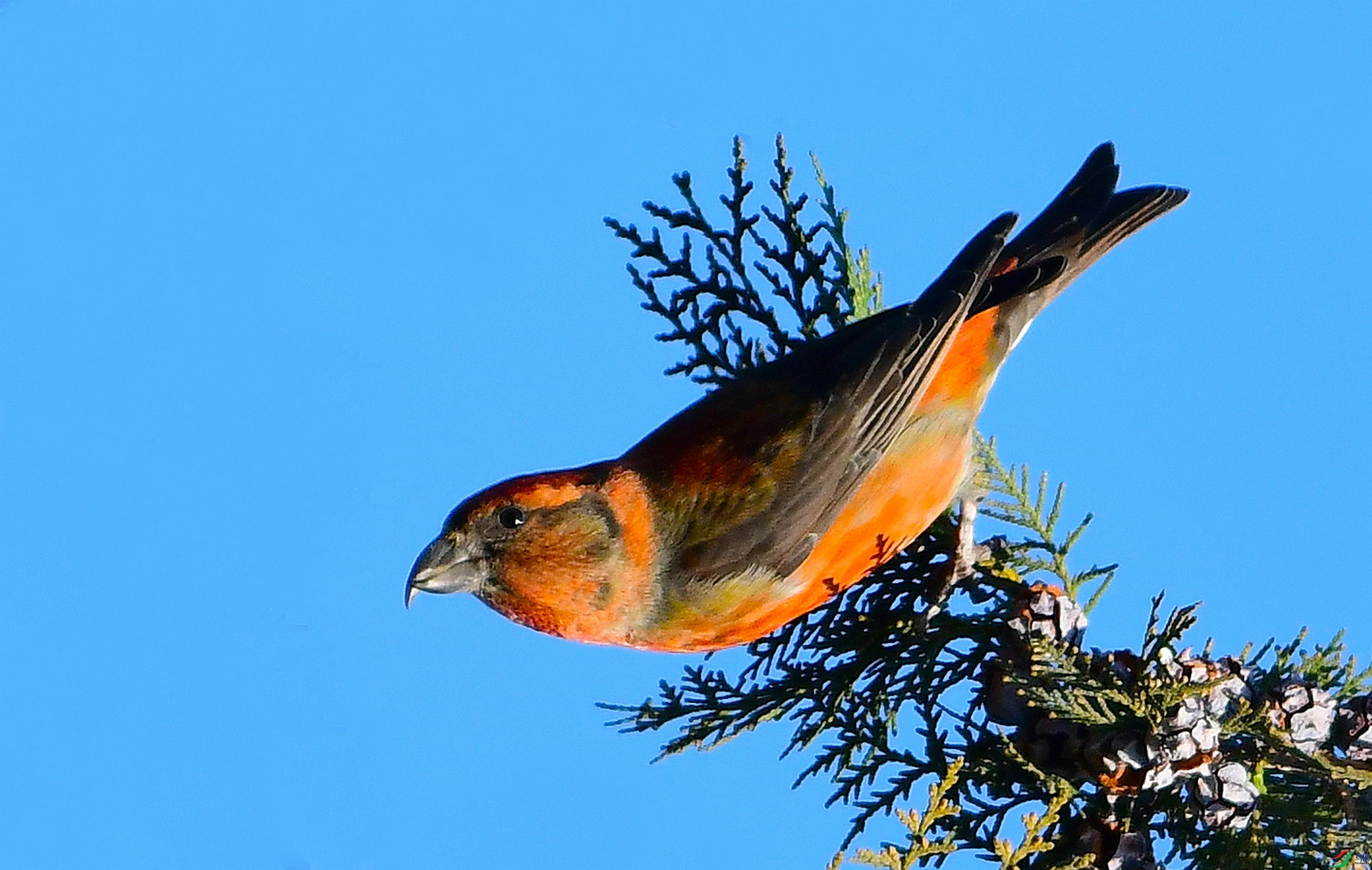 DSC_2341.JPG