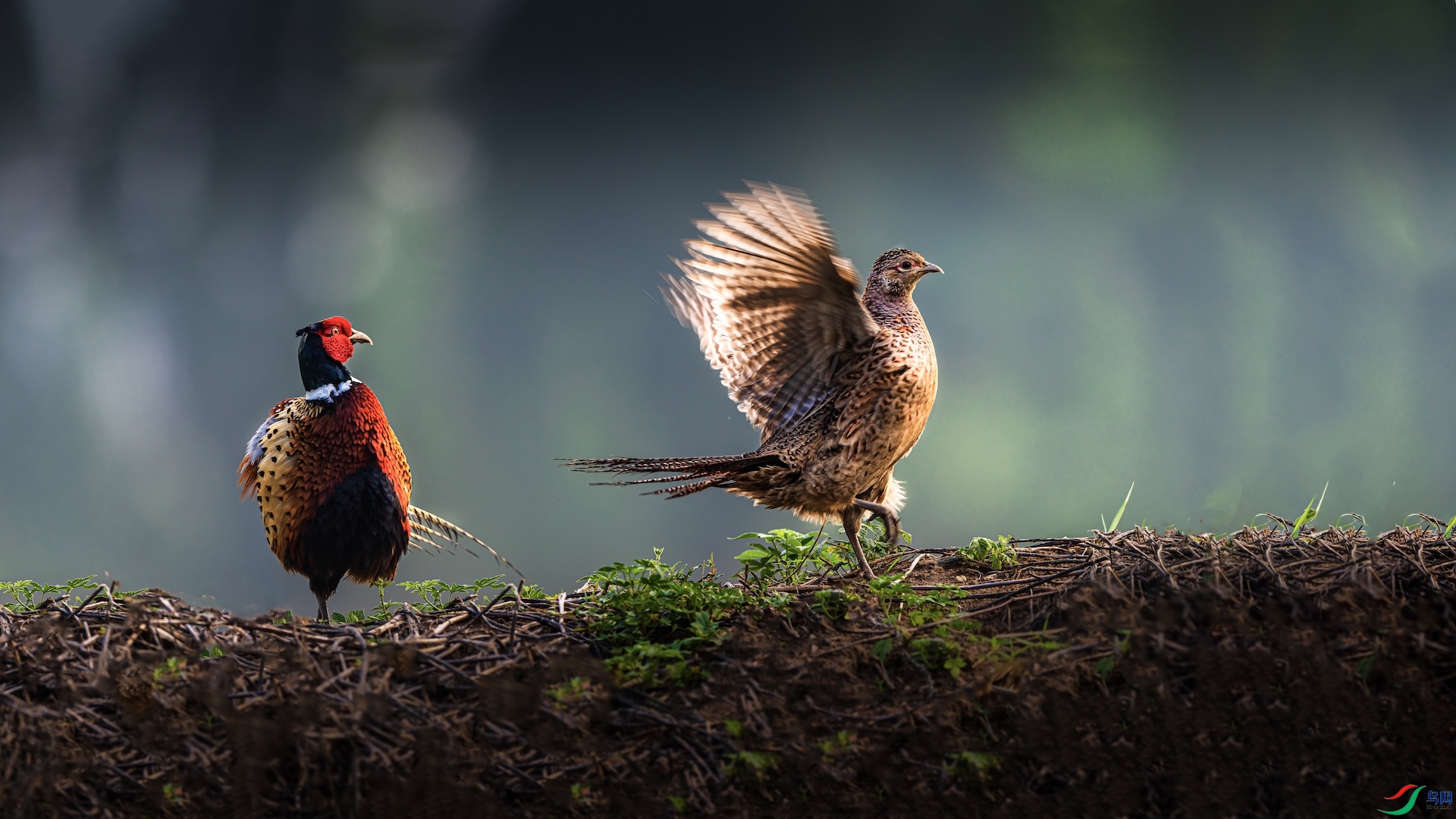 1_XXI4911-1 ����.jpeg