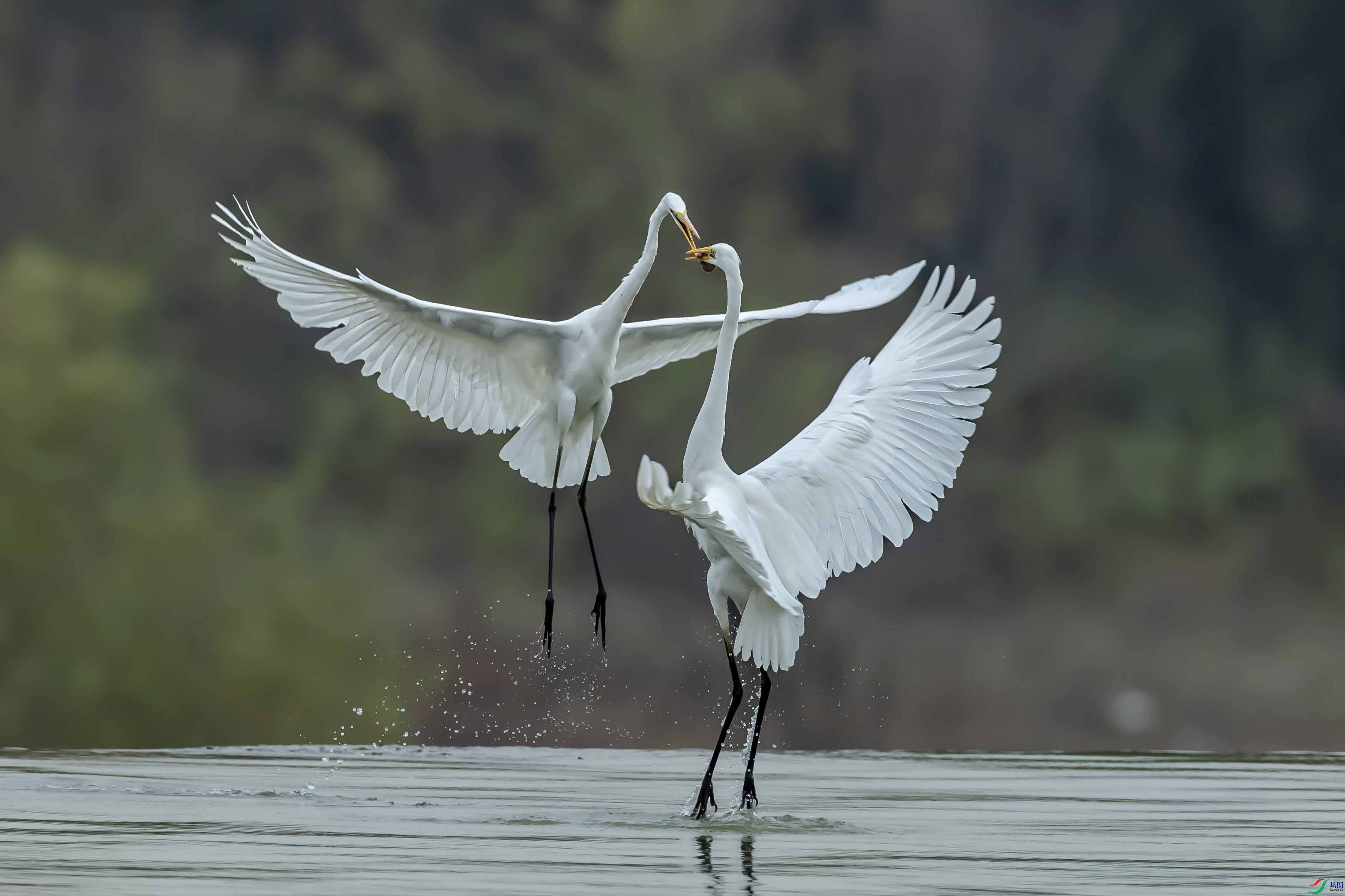 ���� (2).jpg