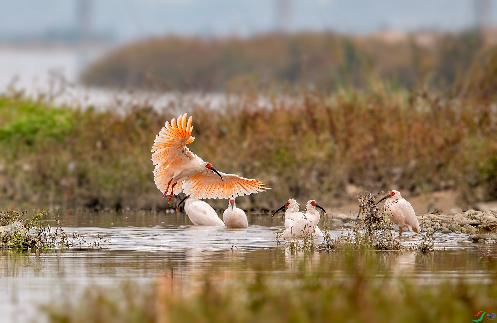 DSC_0291 ����_����.jpg