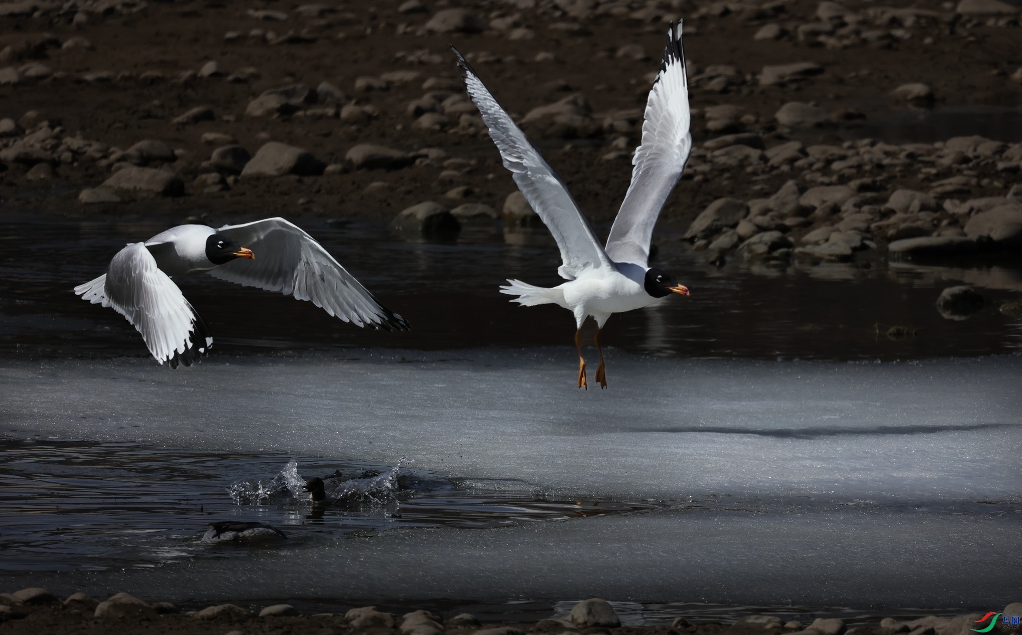 381A6420 - ����.JPG