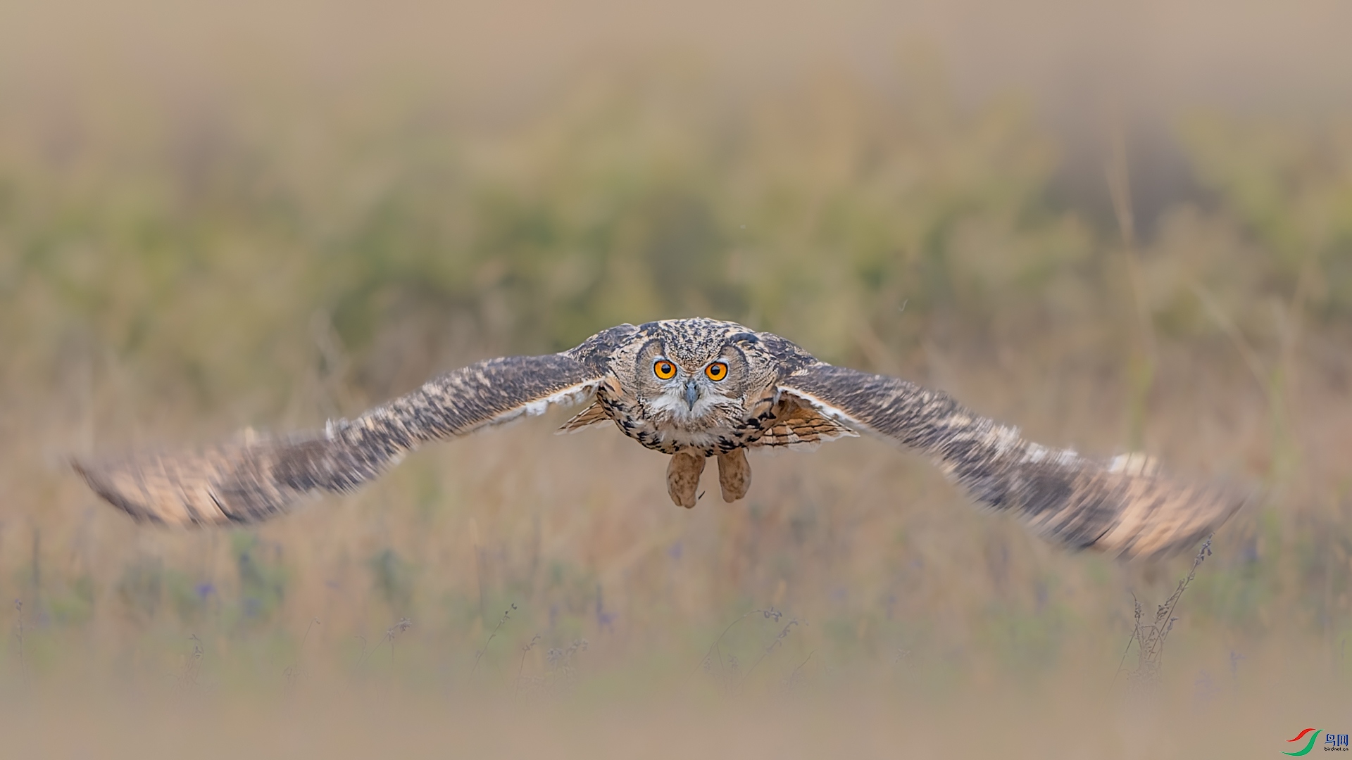 DSC_5694-E.jpg
