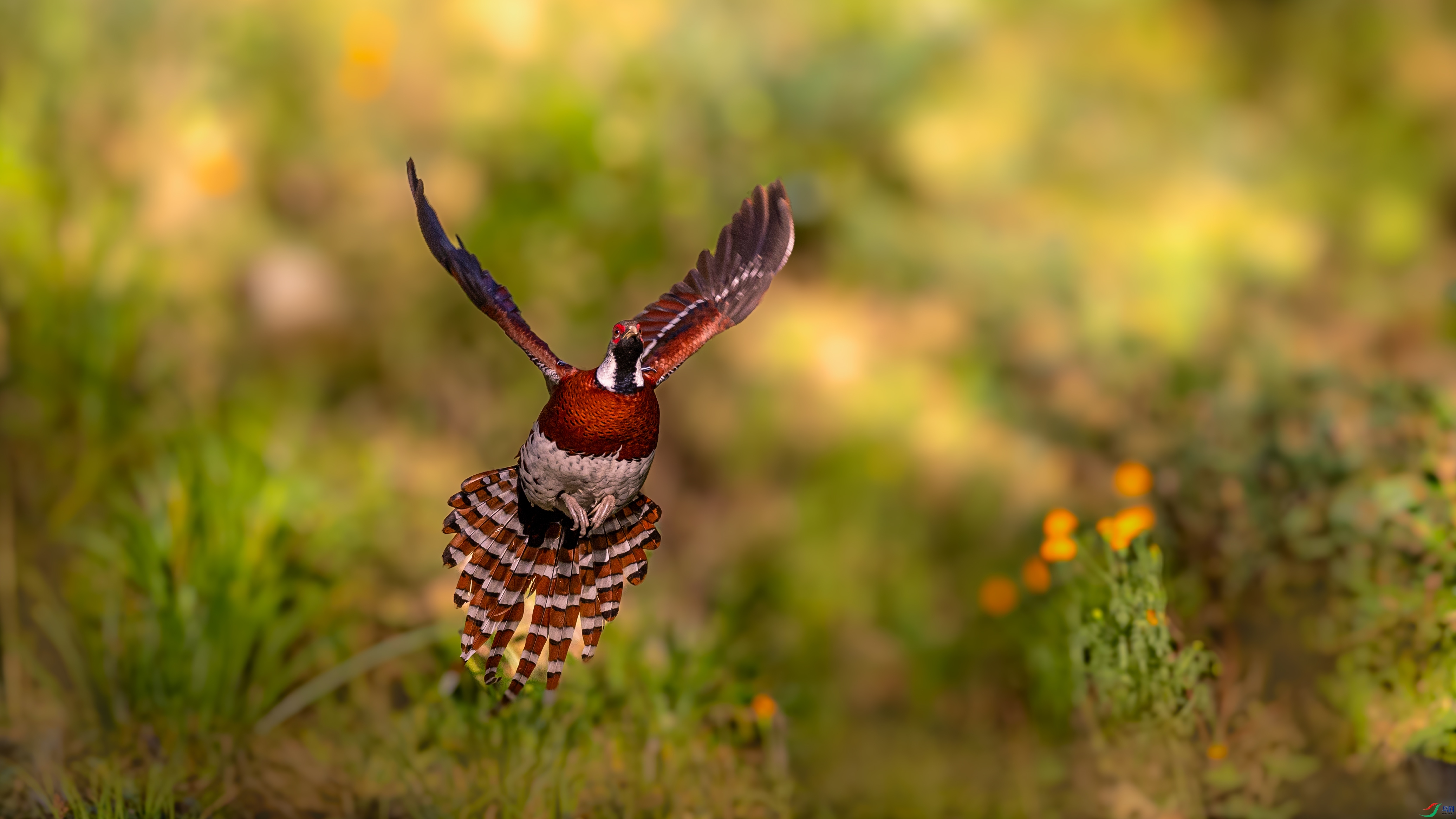 0P8A8451-1.jpg