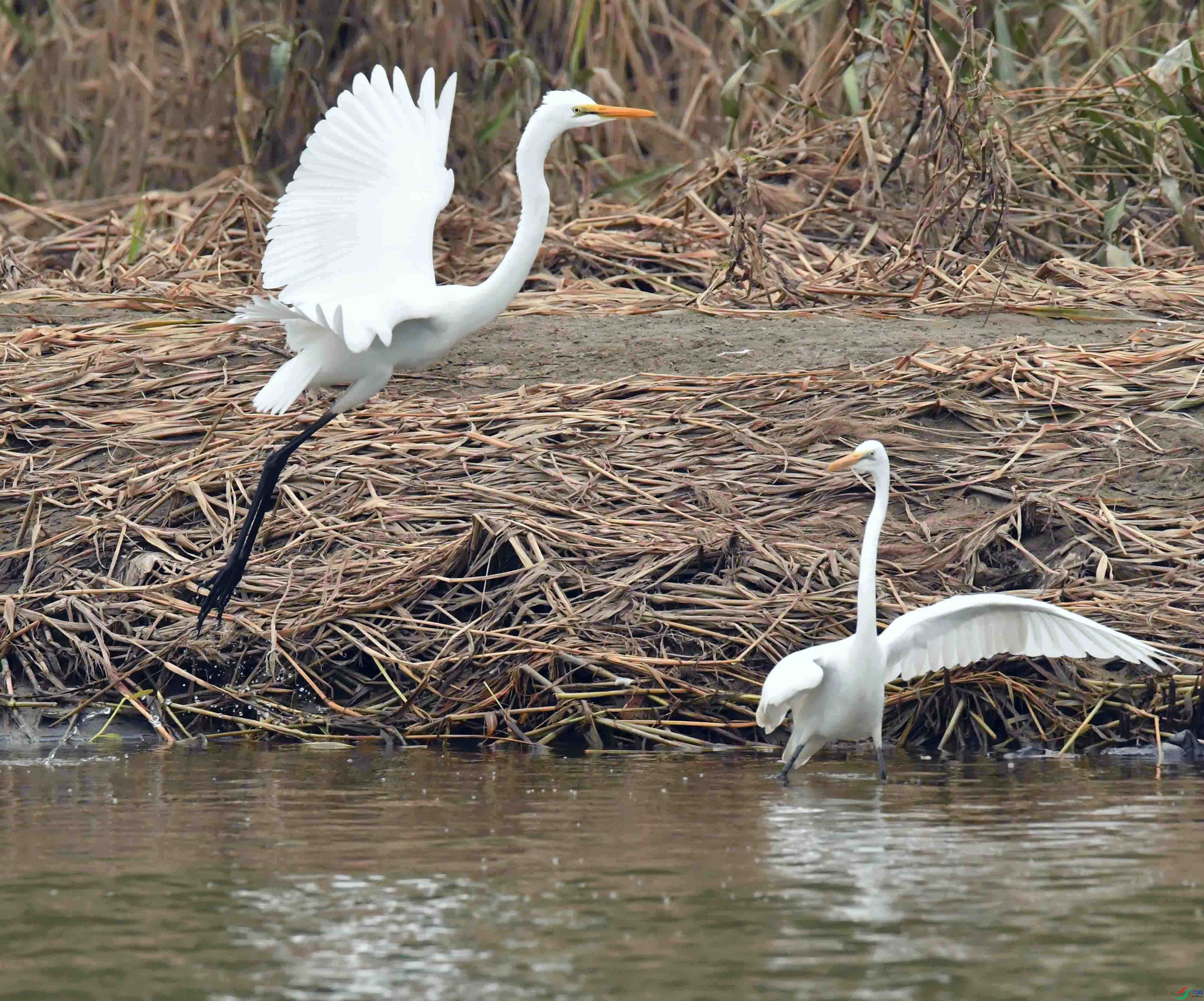 DSC_8869.JPG