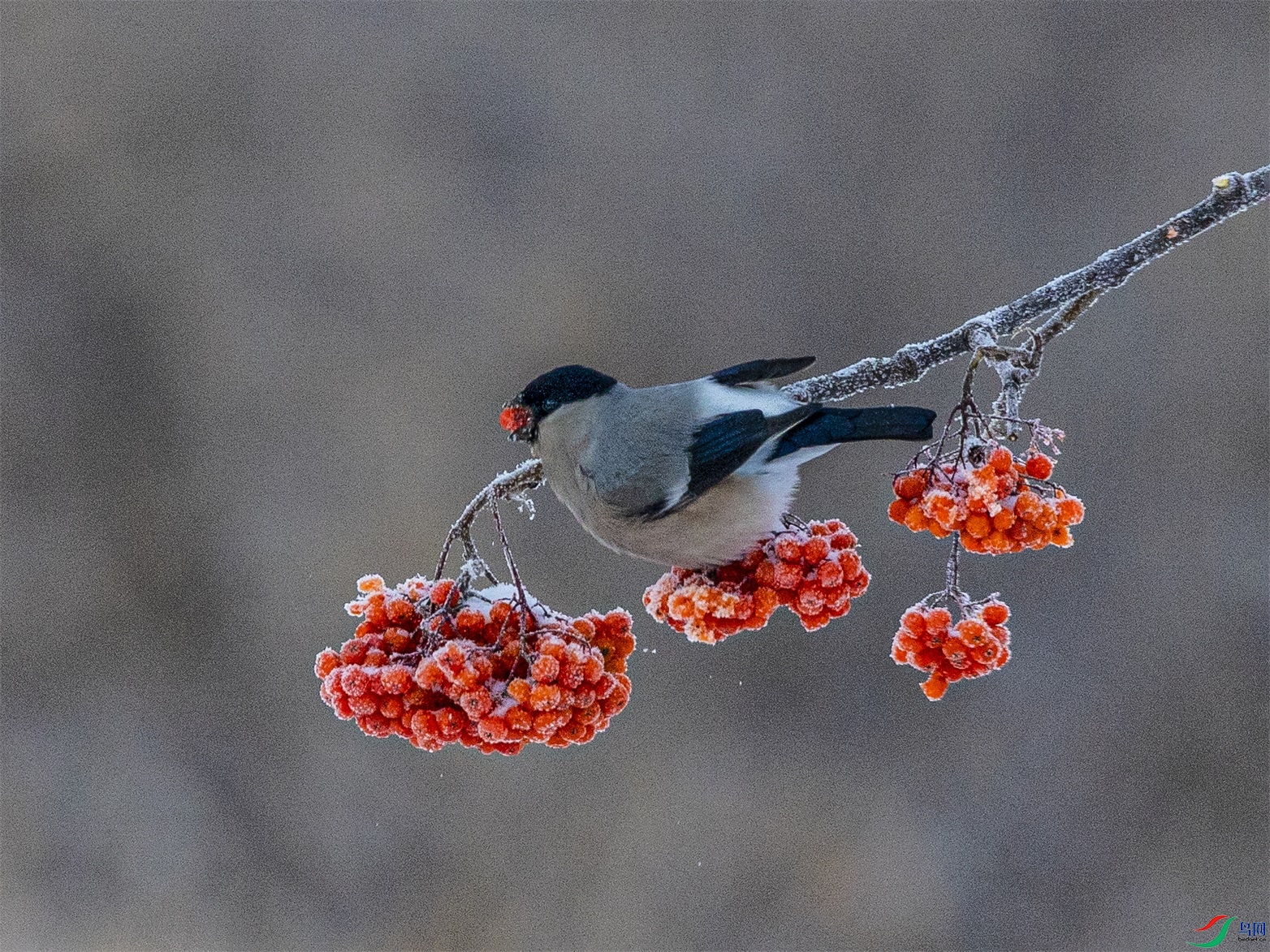 1K3A4731 ����1.jpg