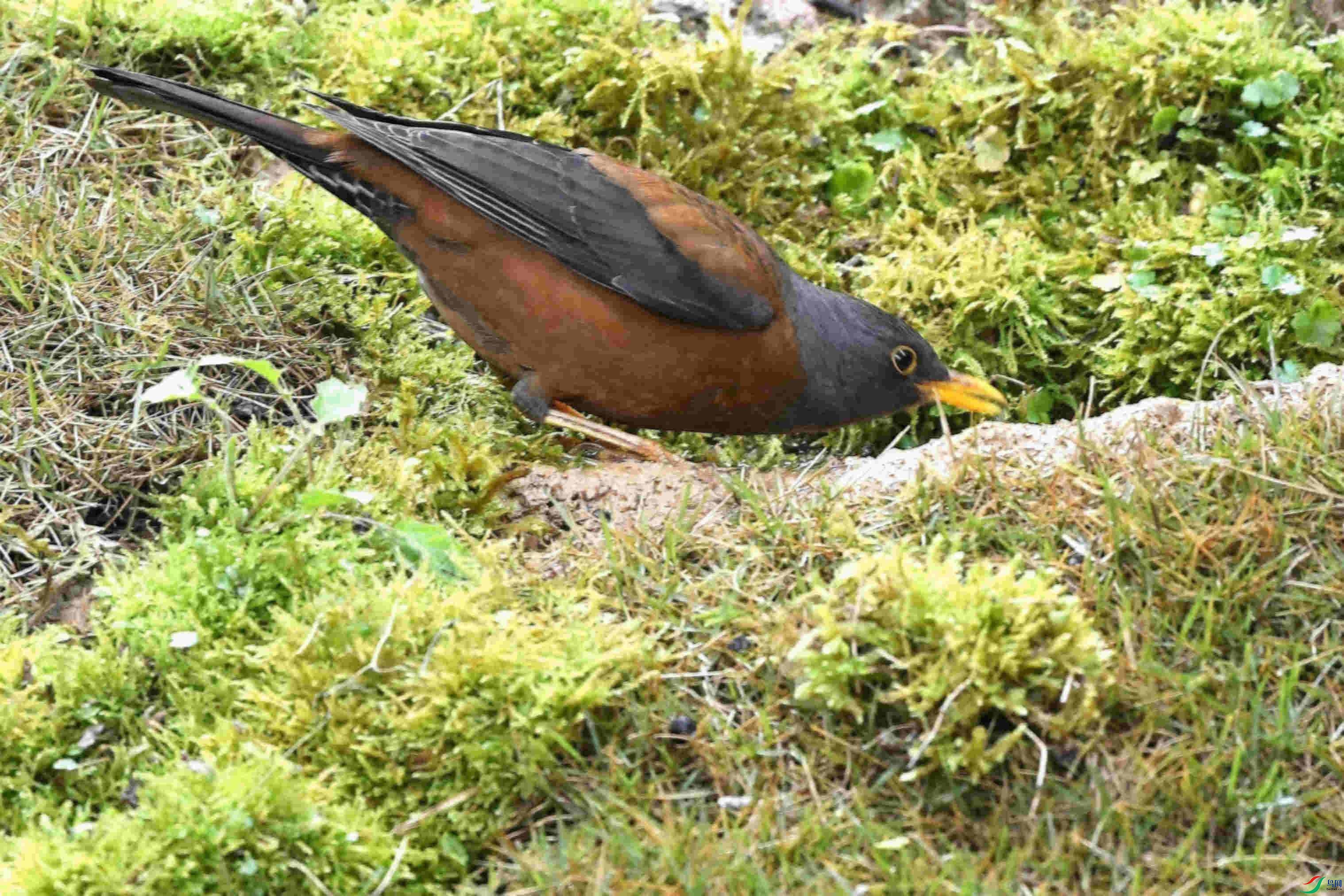 DSC_6260_����.jpg