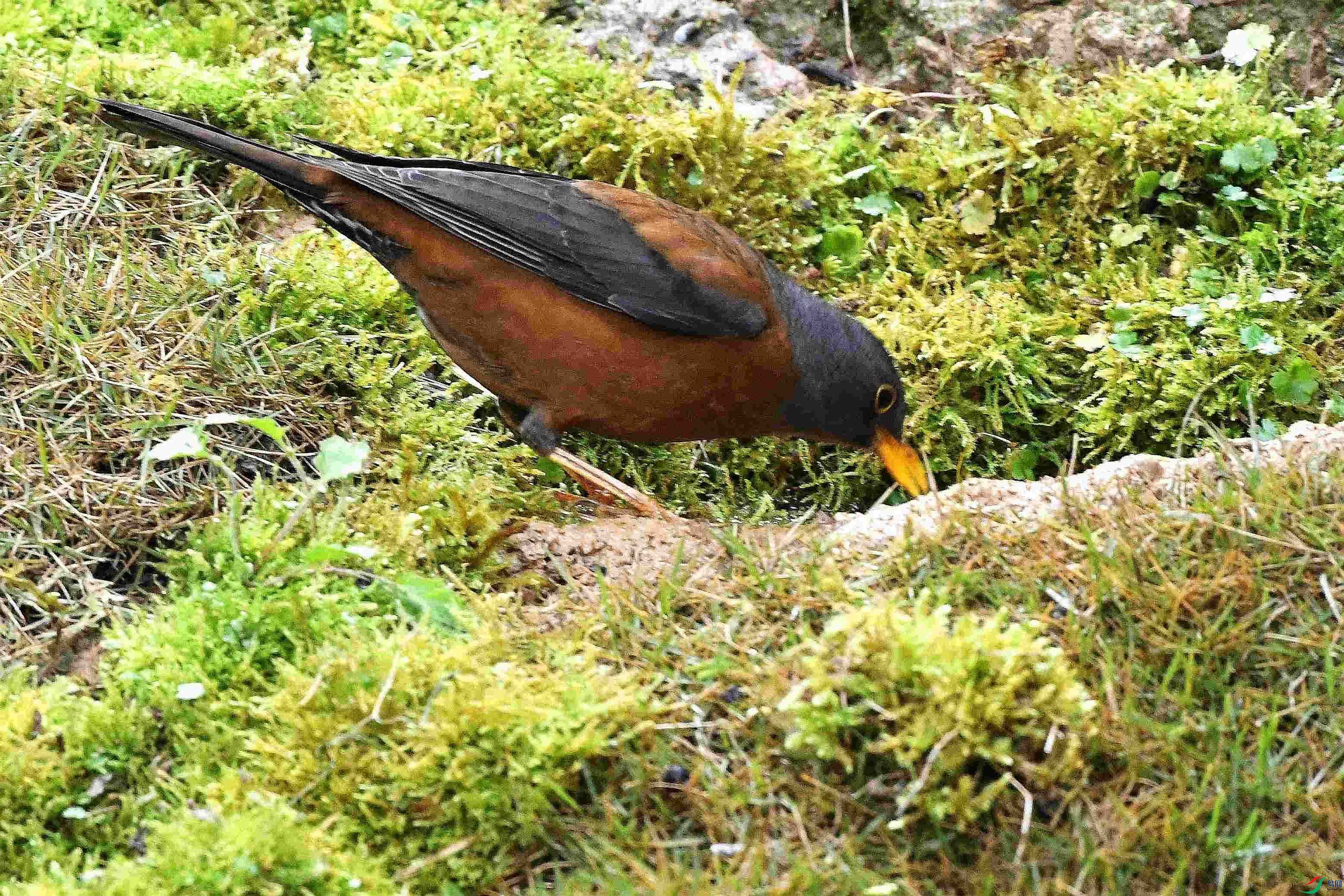 DSC_6248_����.jpg