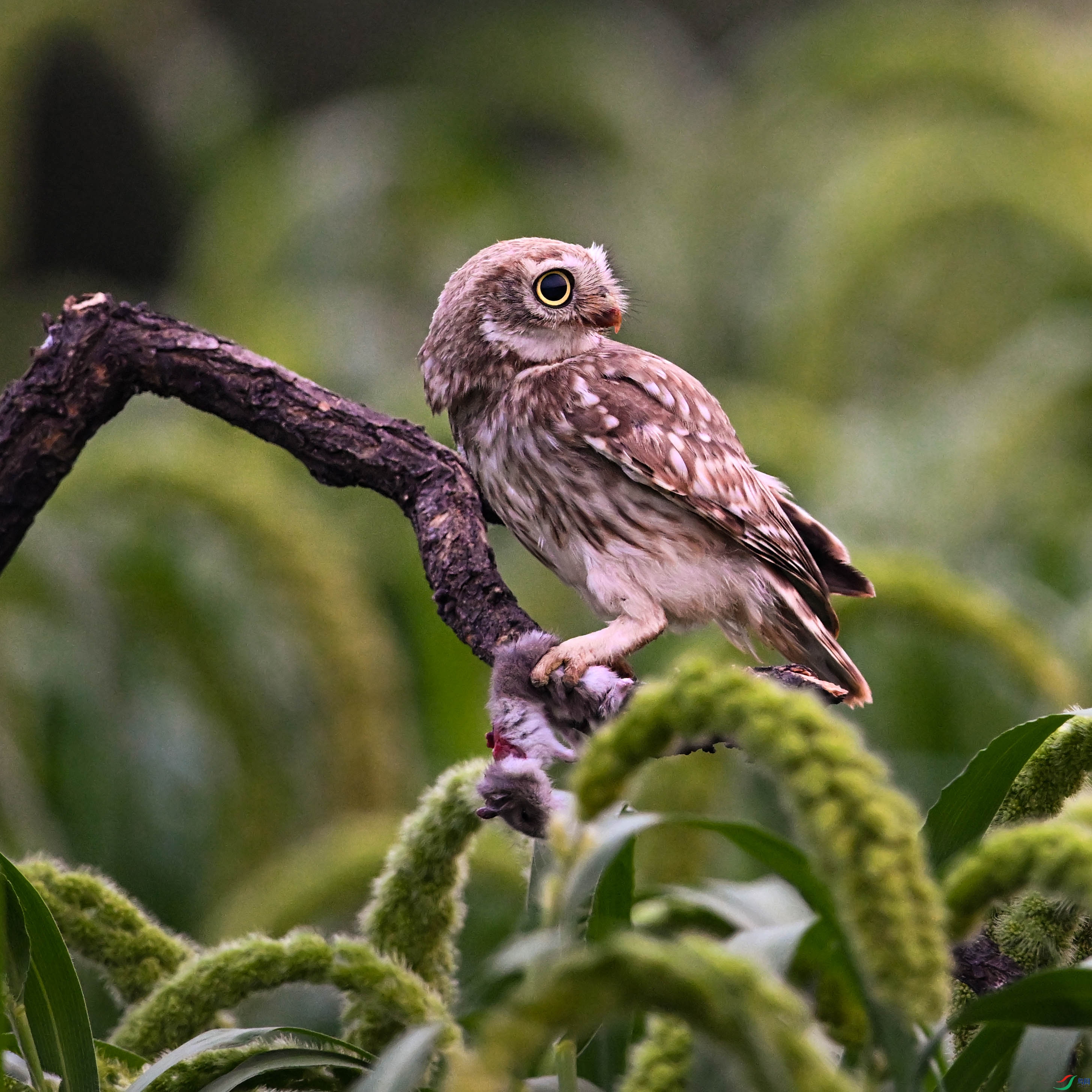 DSC_6337.jpg