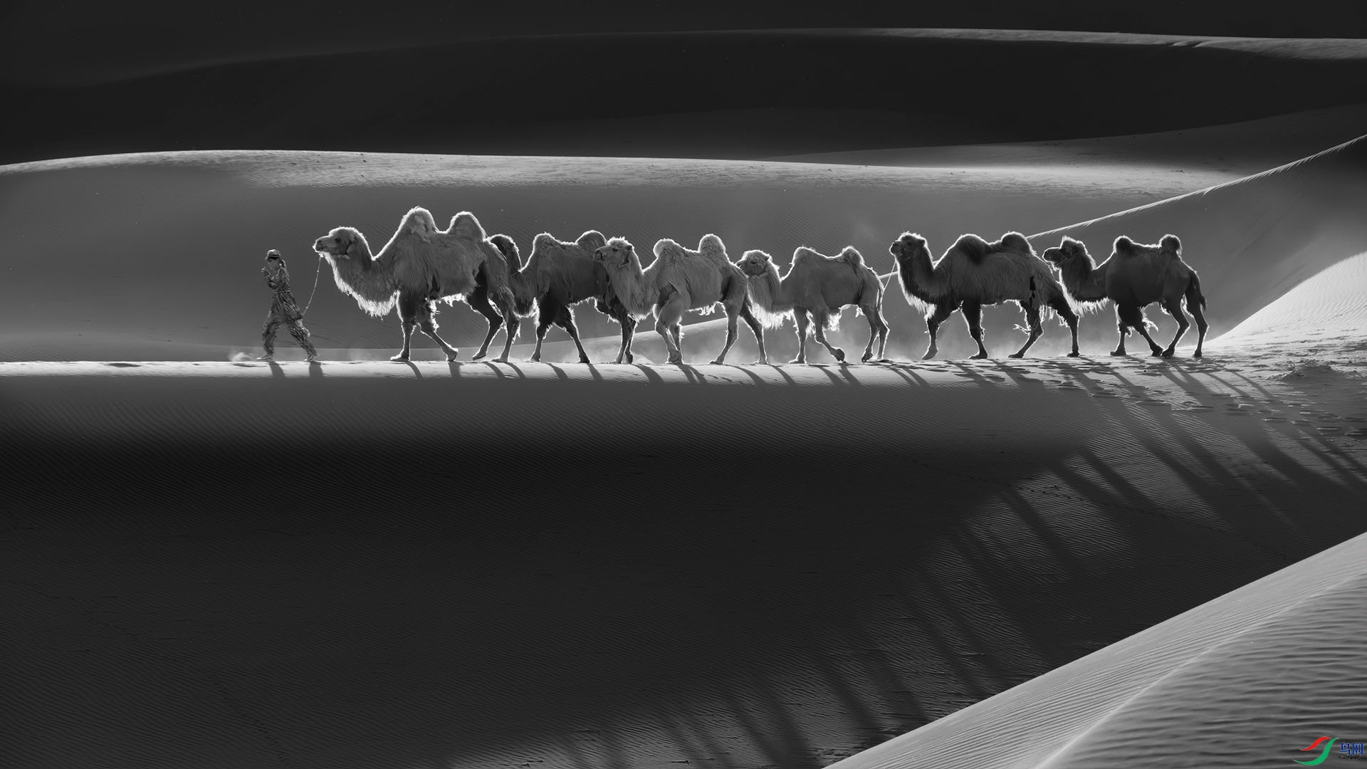 Desert camel.jpg