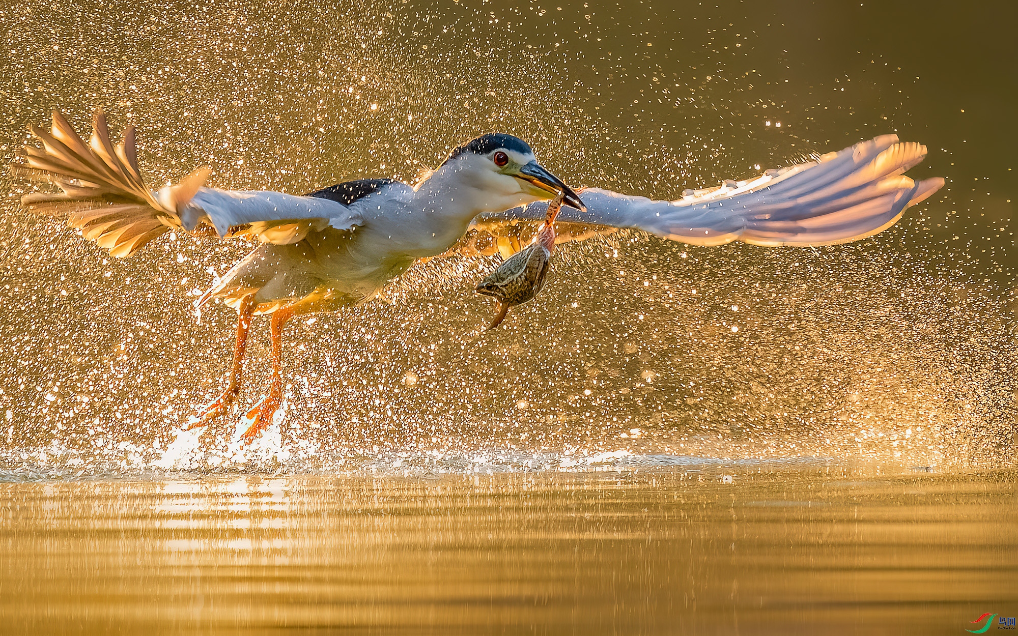 Morning fishing.jpg