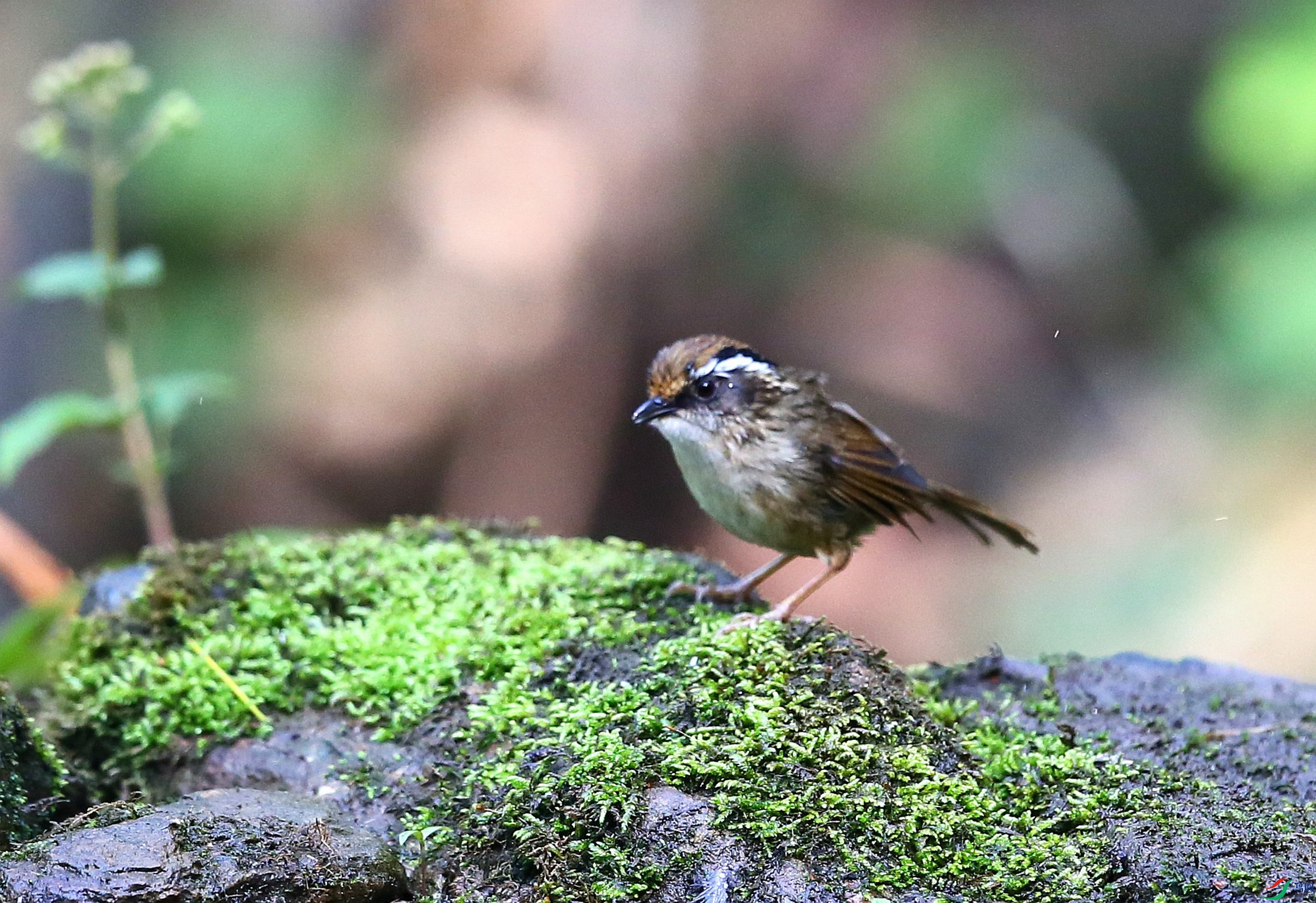 ��Эȸ�� (1).JPG