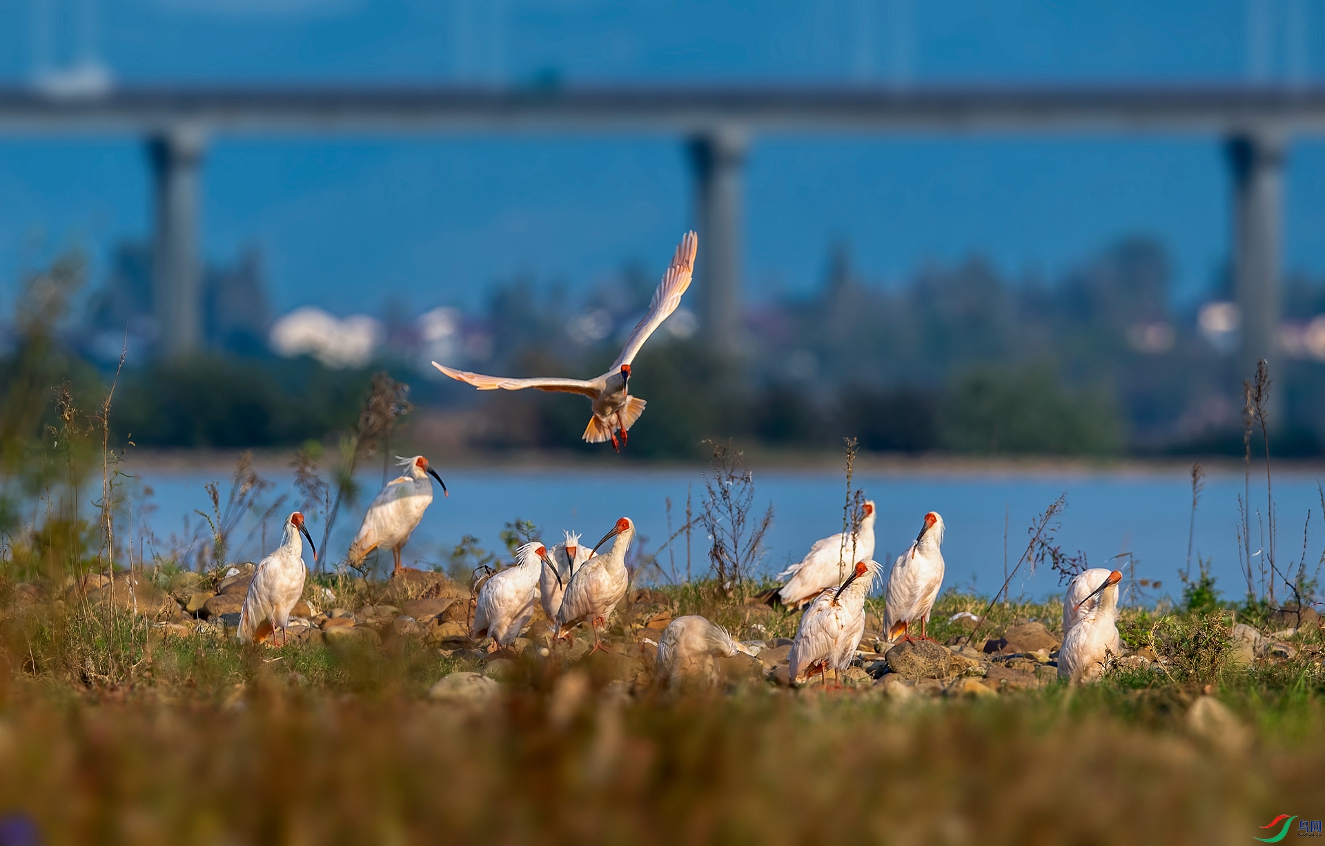 DSC_9947 ����_����.jpg