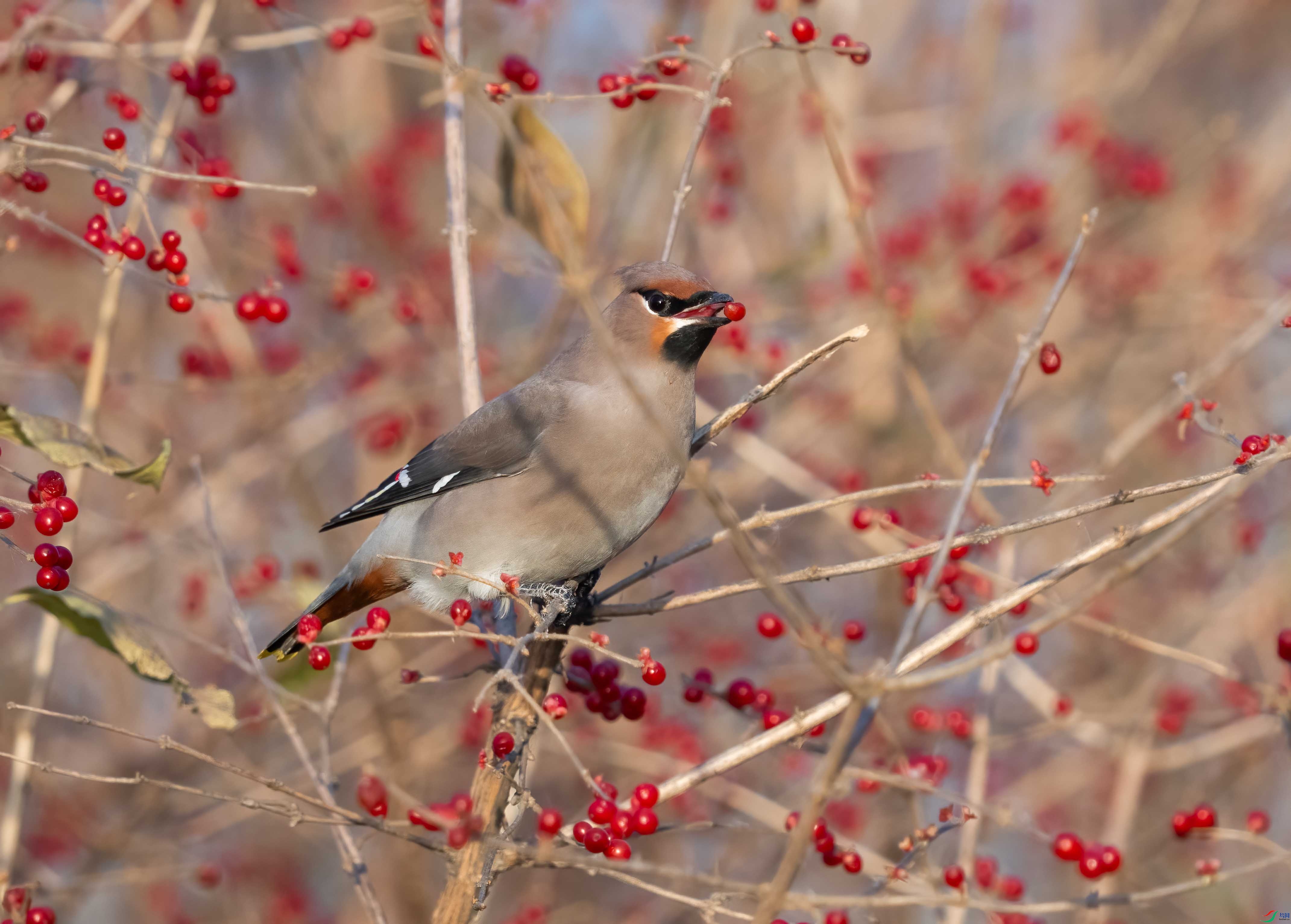 DSC02533-�༭-�༭-2.jpg