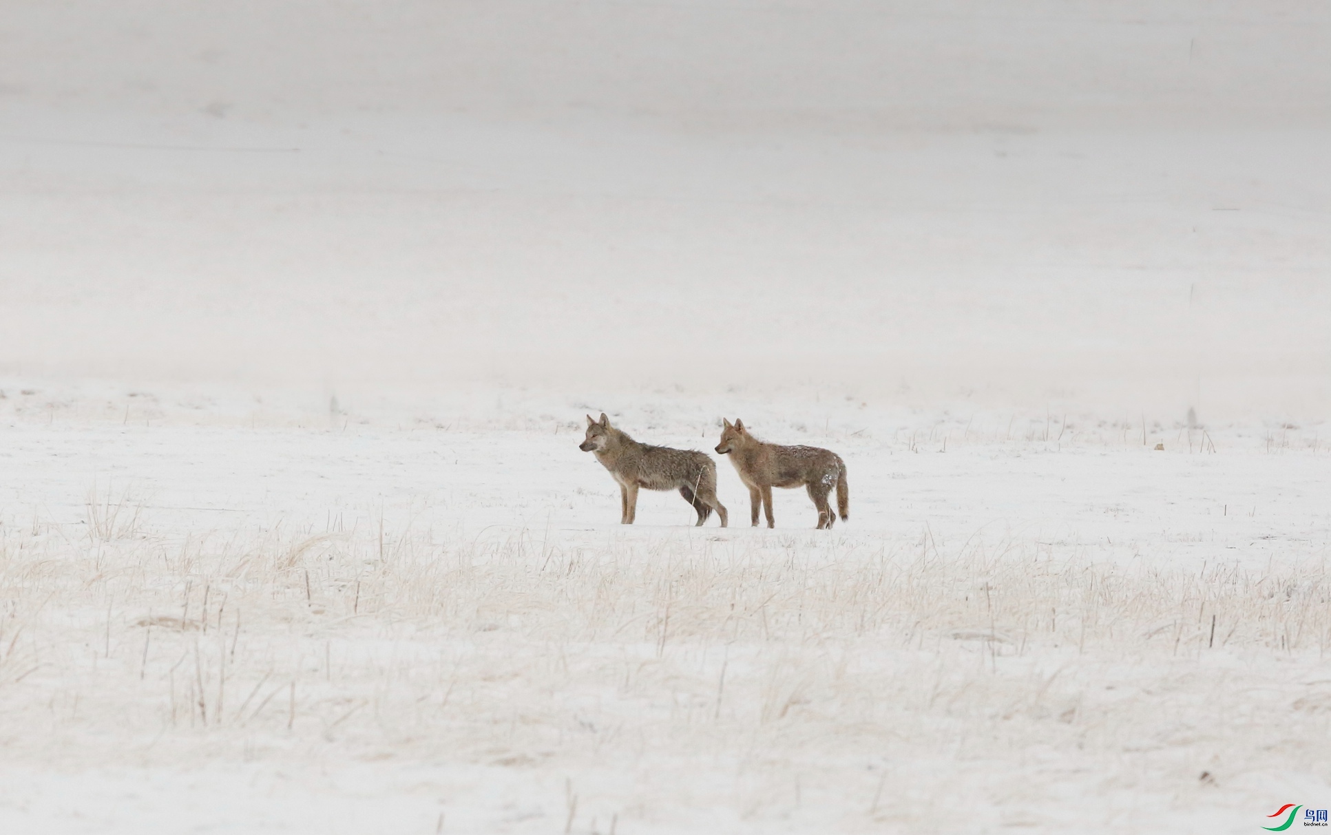 _39A4636 - ����.JPG