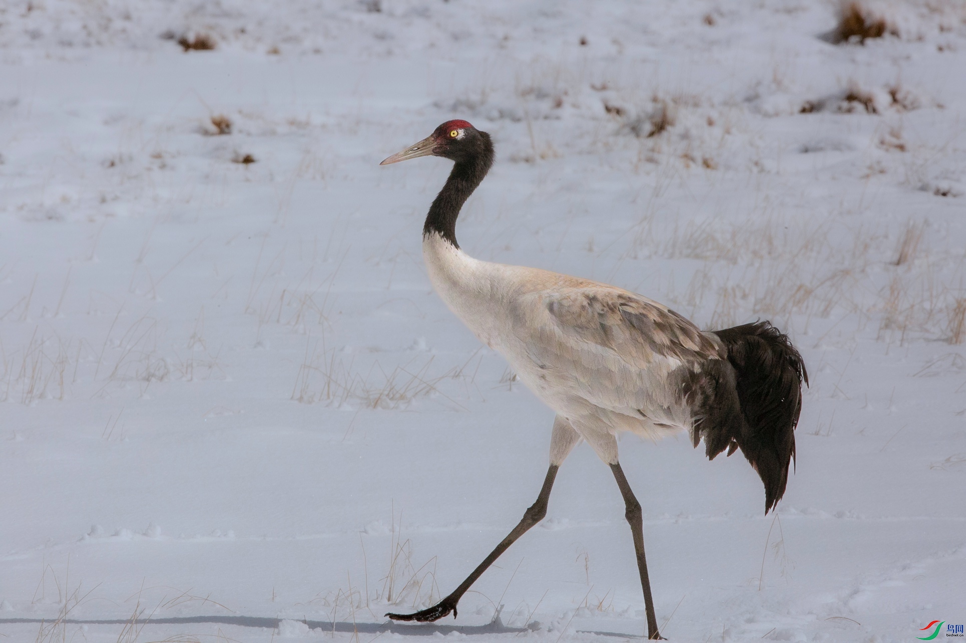 _39A6197 - ����.jpg