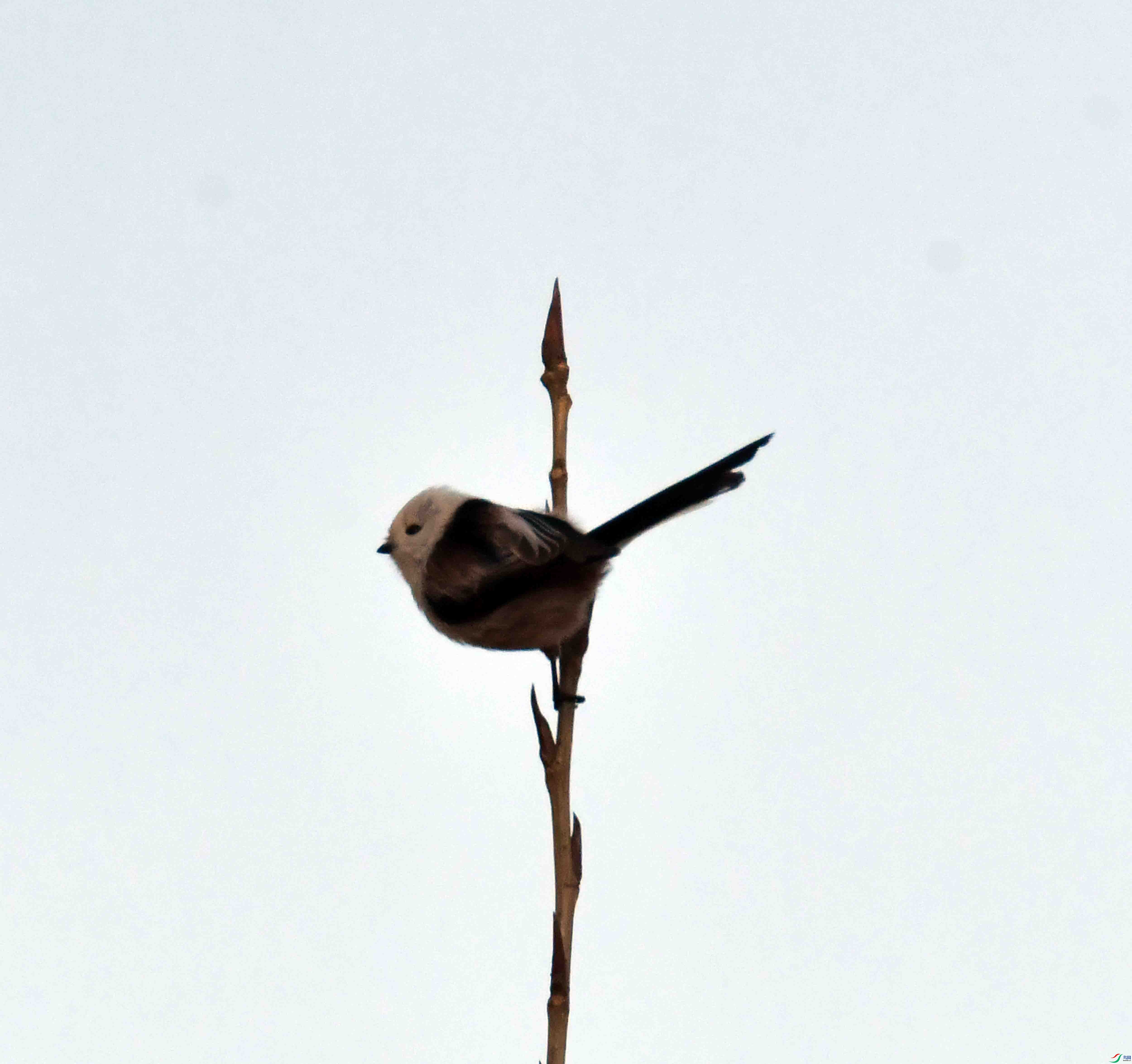 DSC_0987.JPG