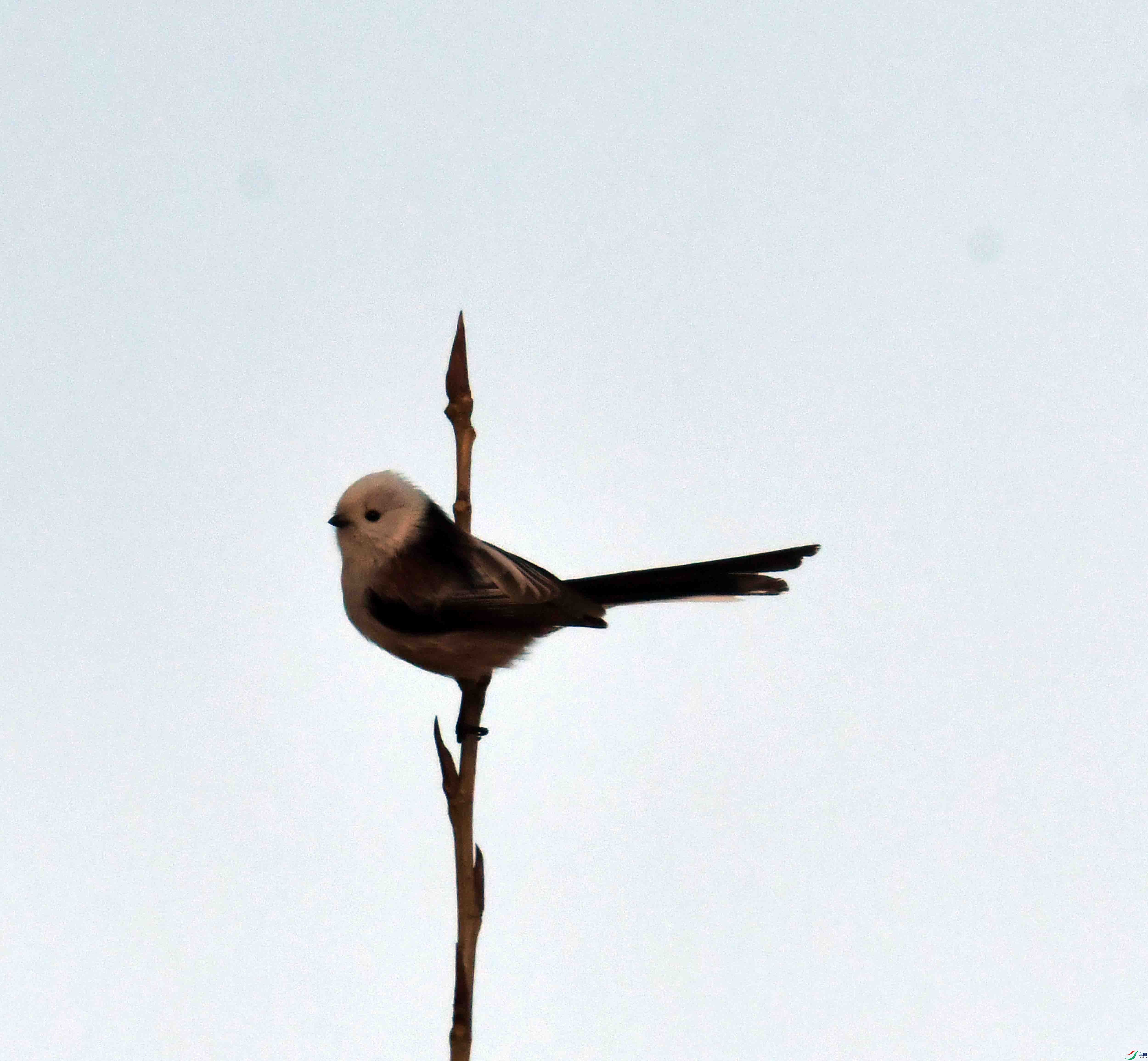 DSC_0988.JPG