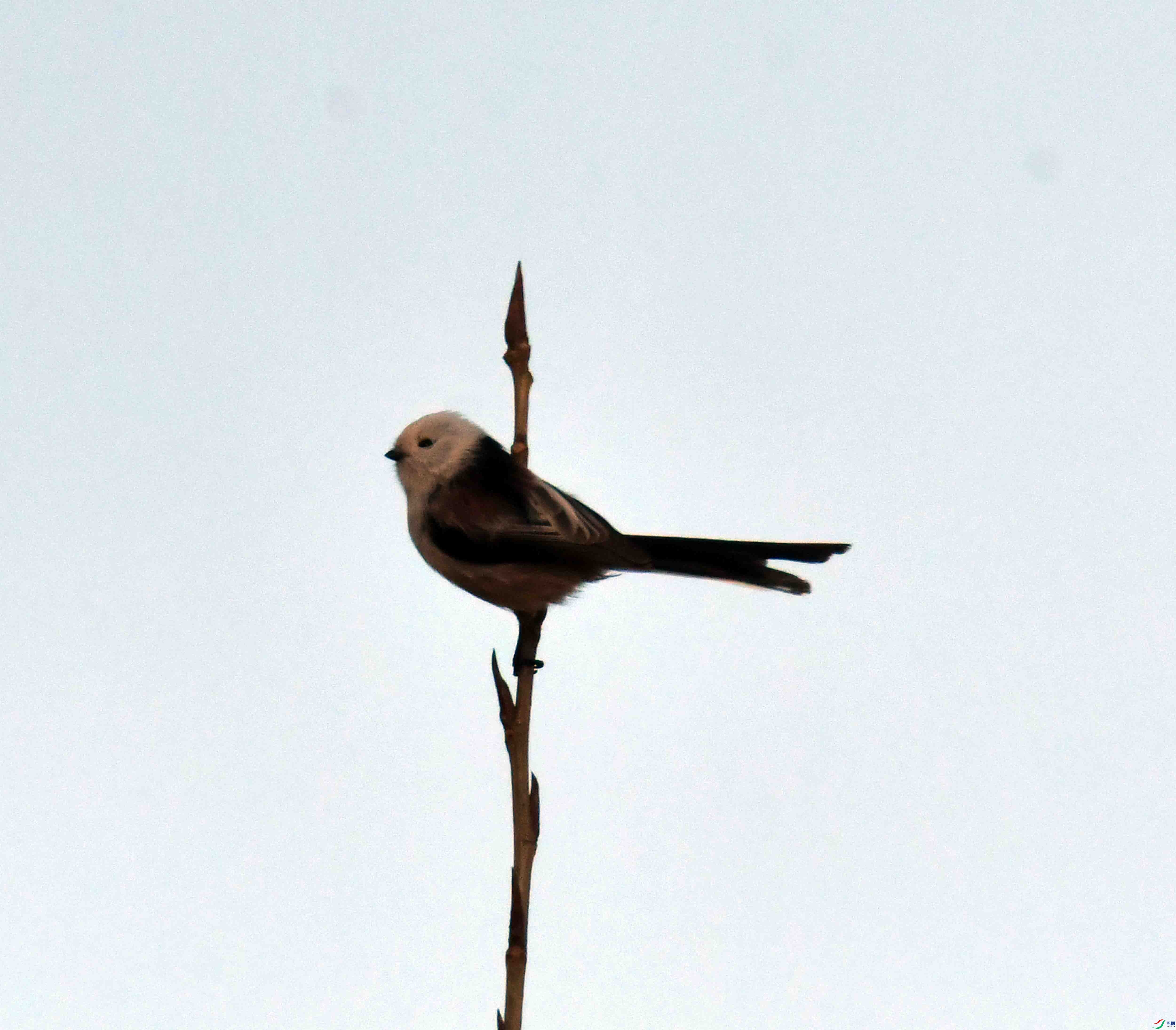 DSC_0990.JPG