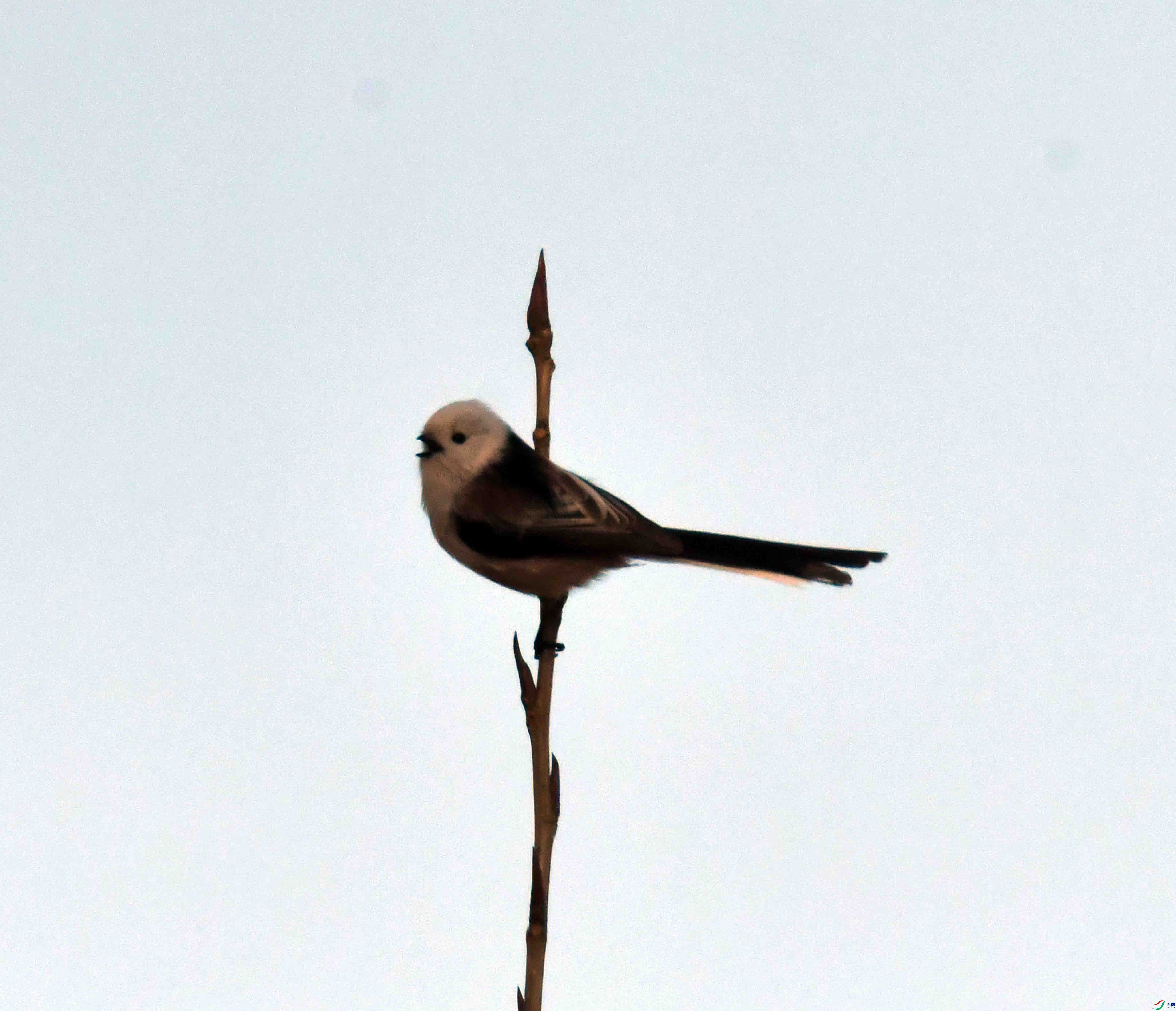 DSC_0994.JPG